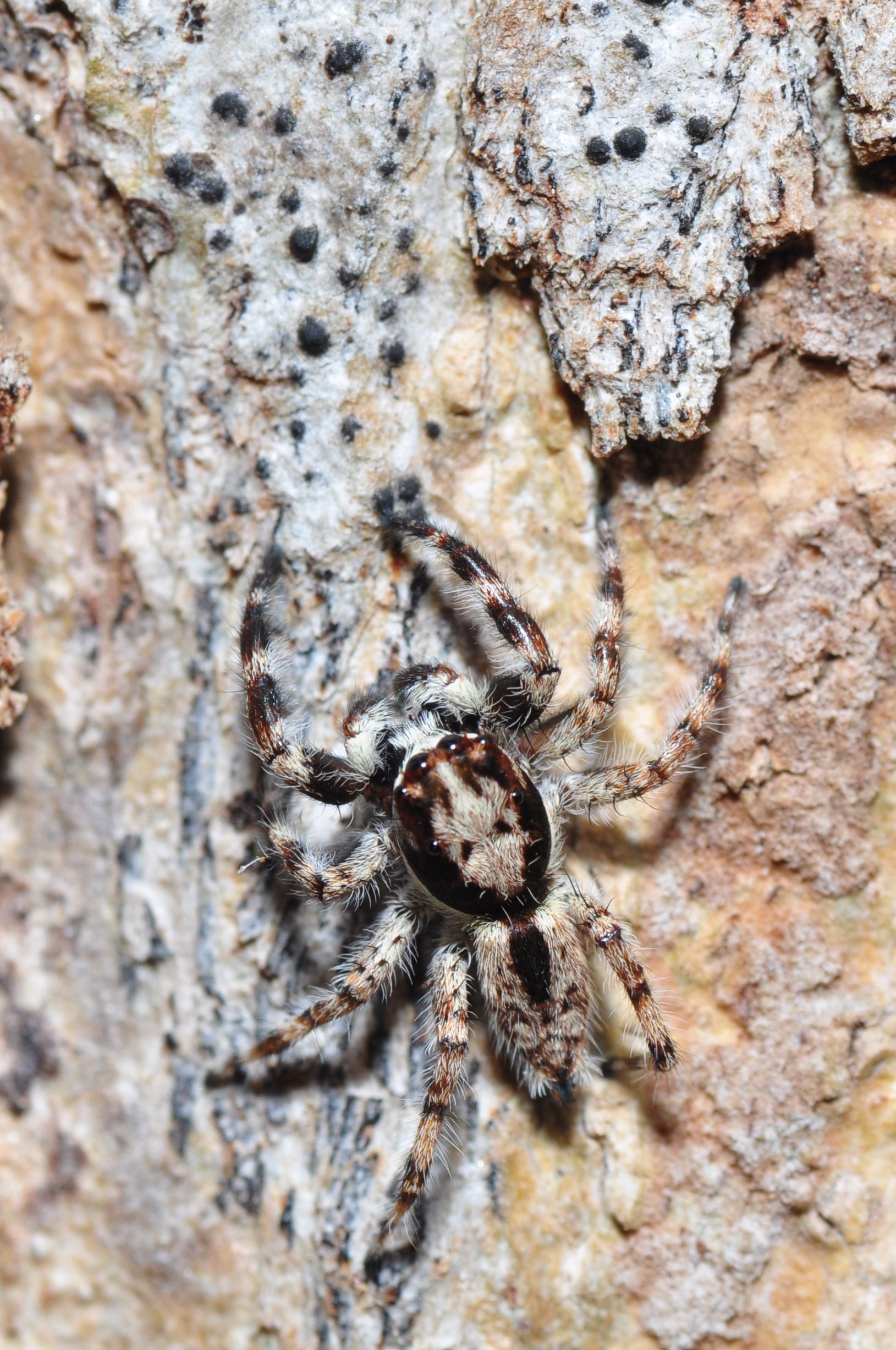 File:Well-camouflaged jumping spider (8445634680).jpg - Wikimedia ...