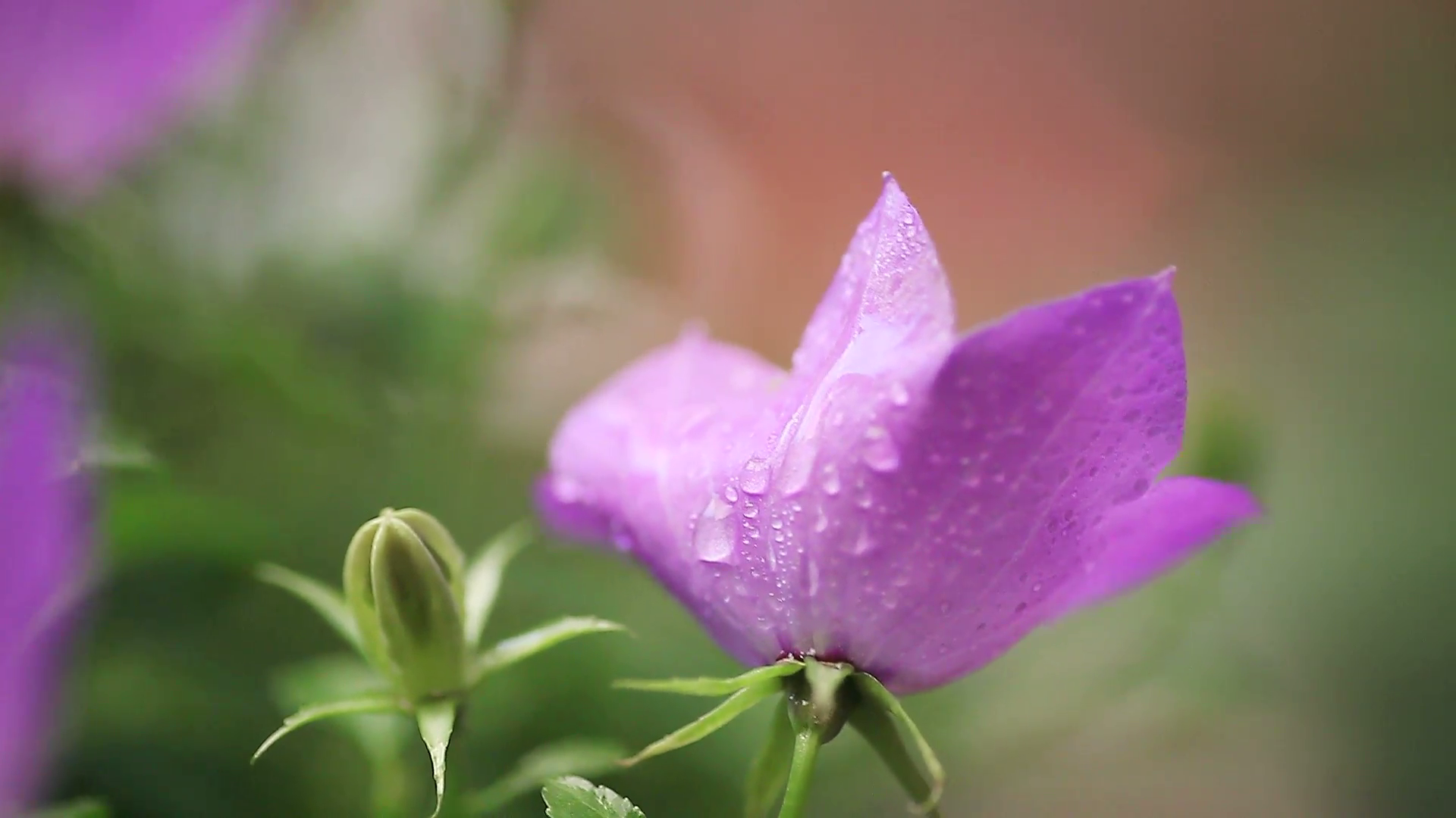 close up of campanula or bellflower on a rainy afternoon Stock Video ...