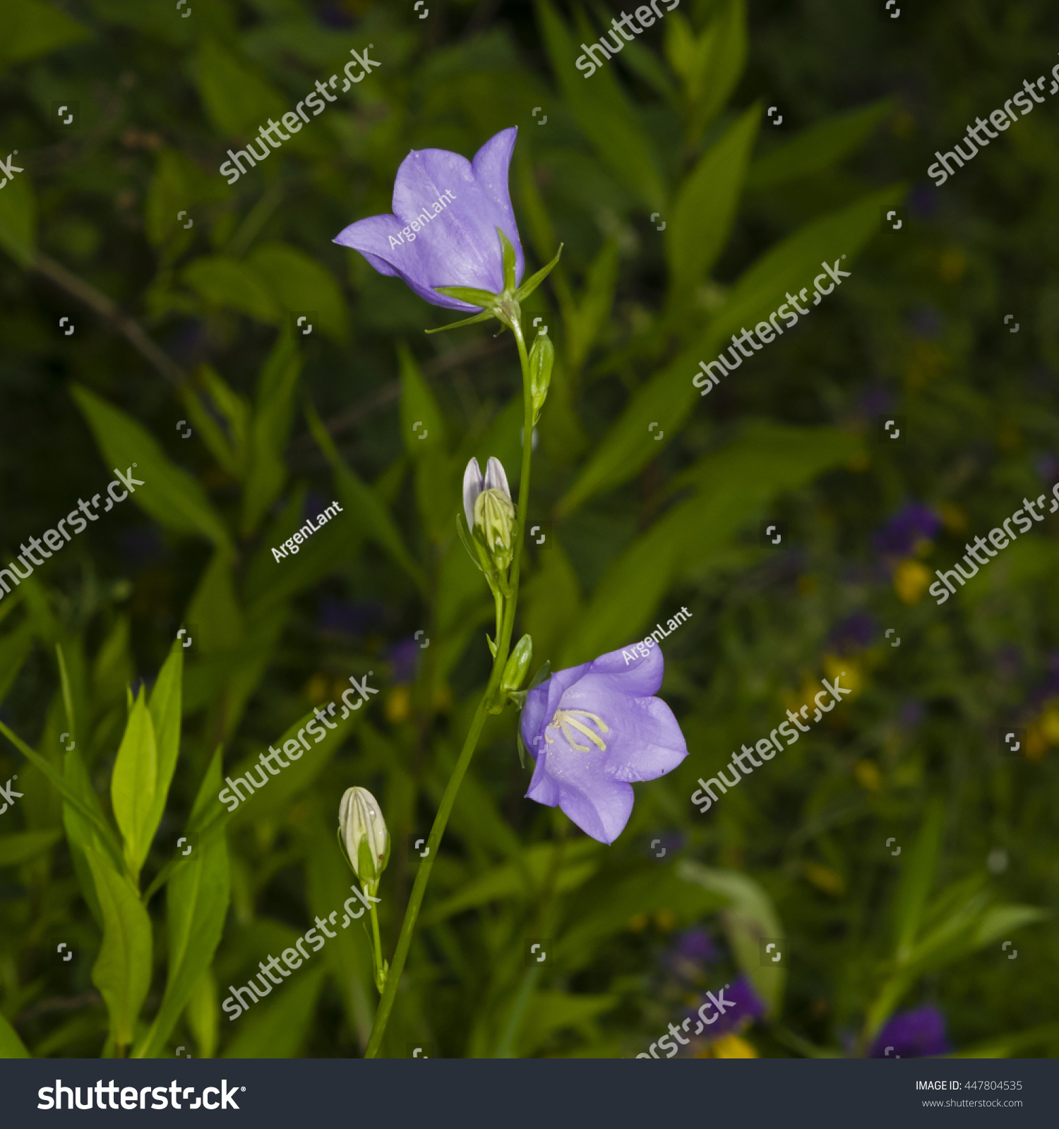 Bluepurple Bellflower Campanula Flowers Bokeh Background Stock Photo ...