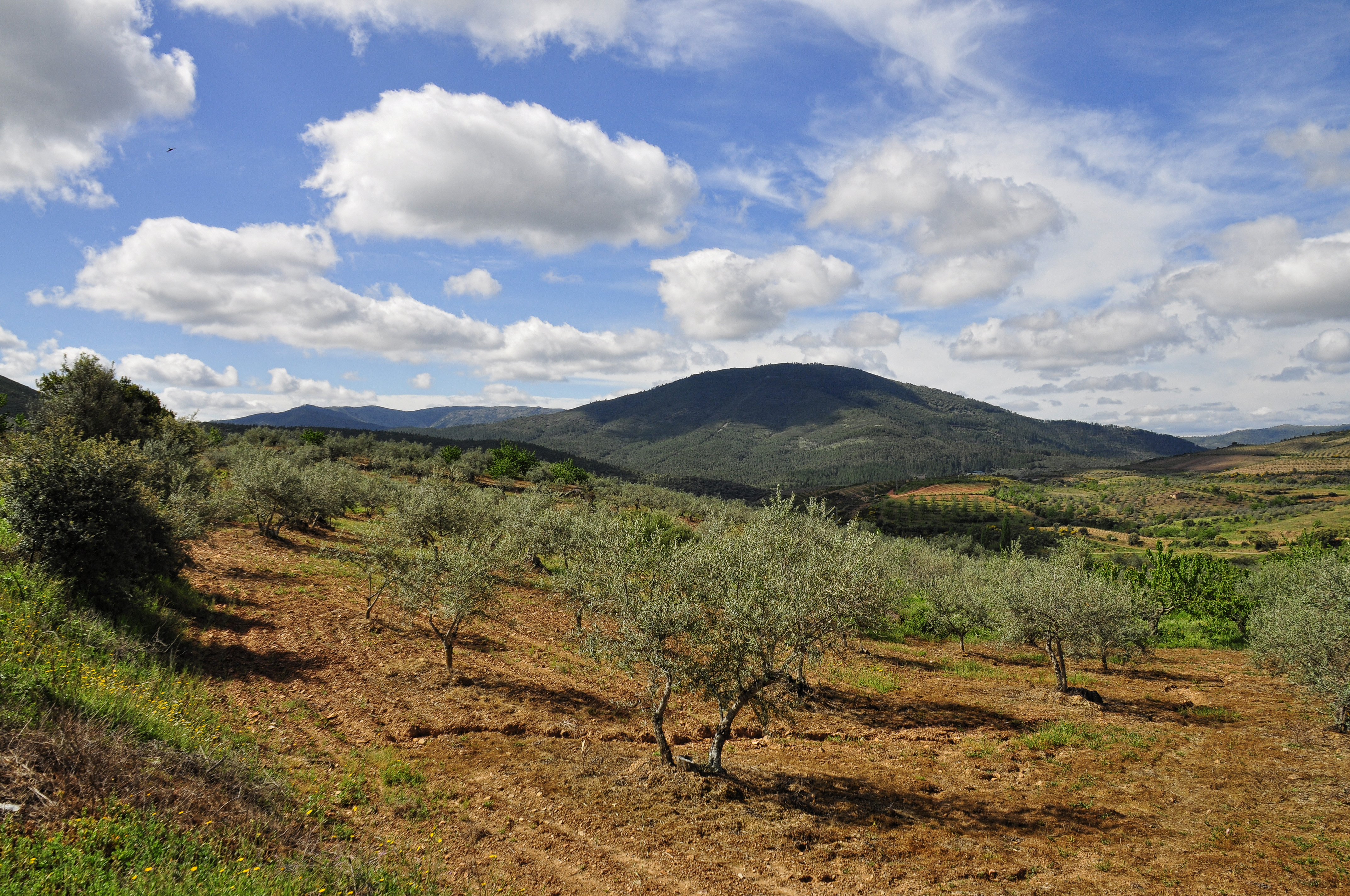 Campos de olivos y cerezos photo