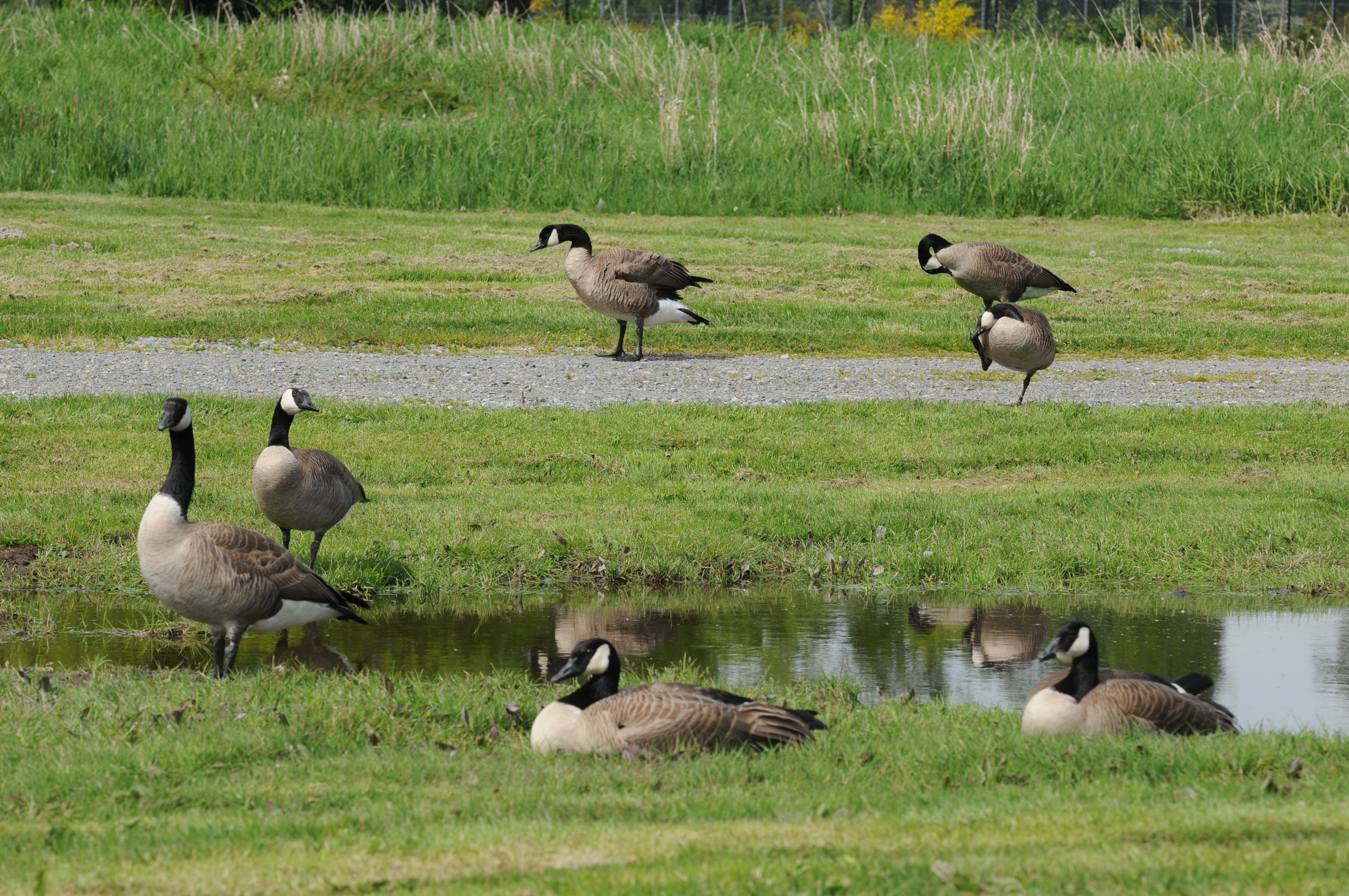 Canada geese with pond 2 photo
