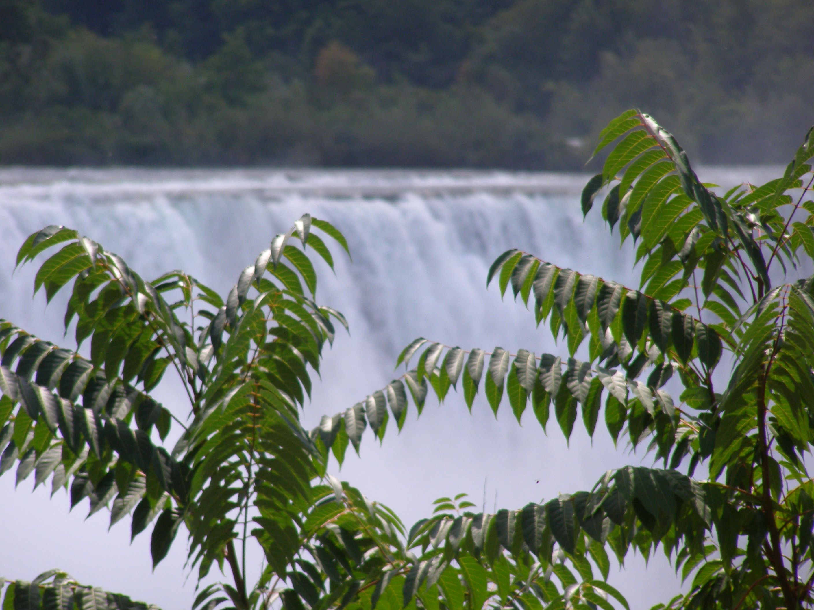 Canada - niagara falls - water - trees photo