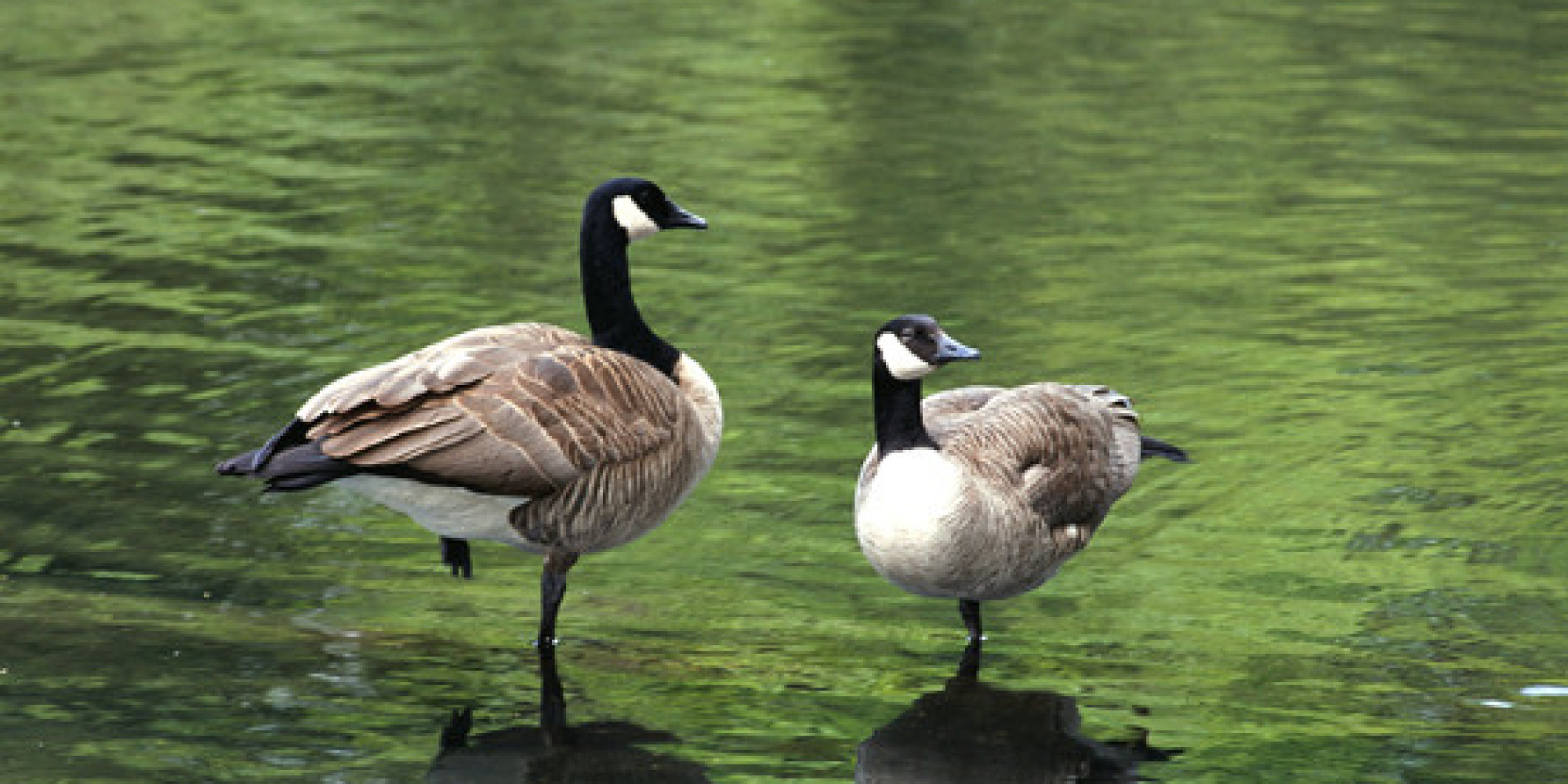 10 Things You Didn't Know About Canada Geese | HuffPost