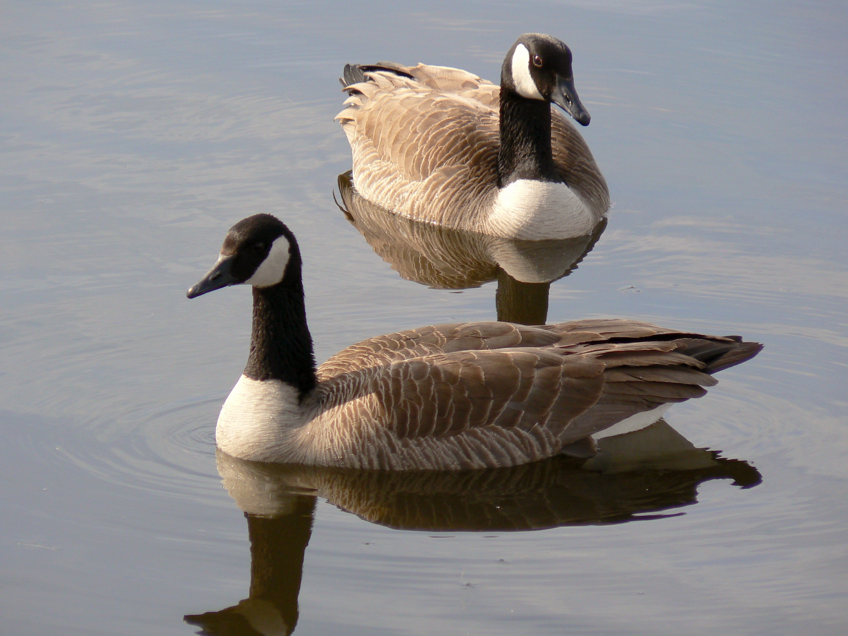 Canadian geese photo