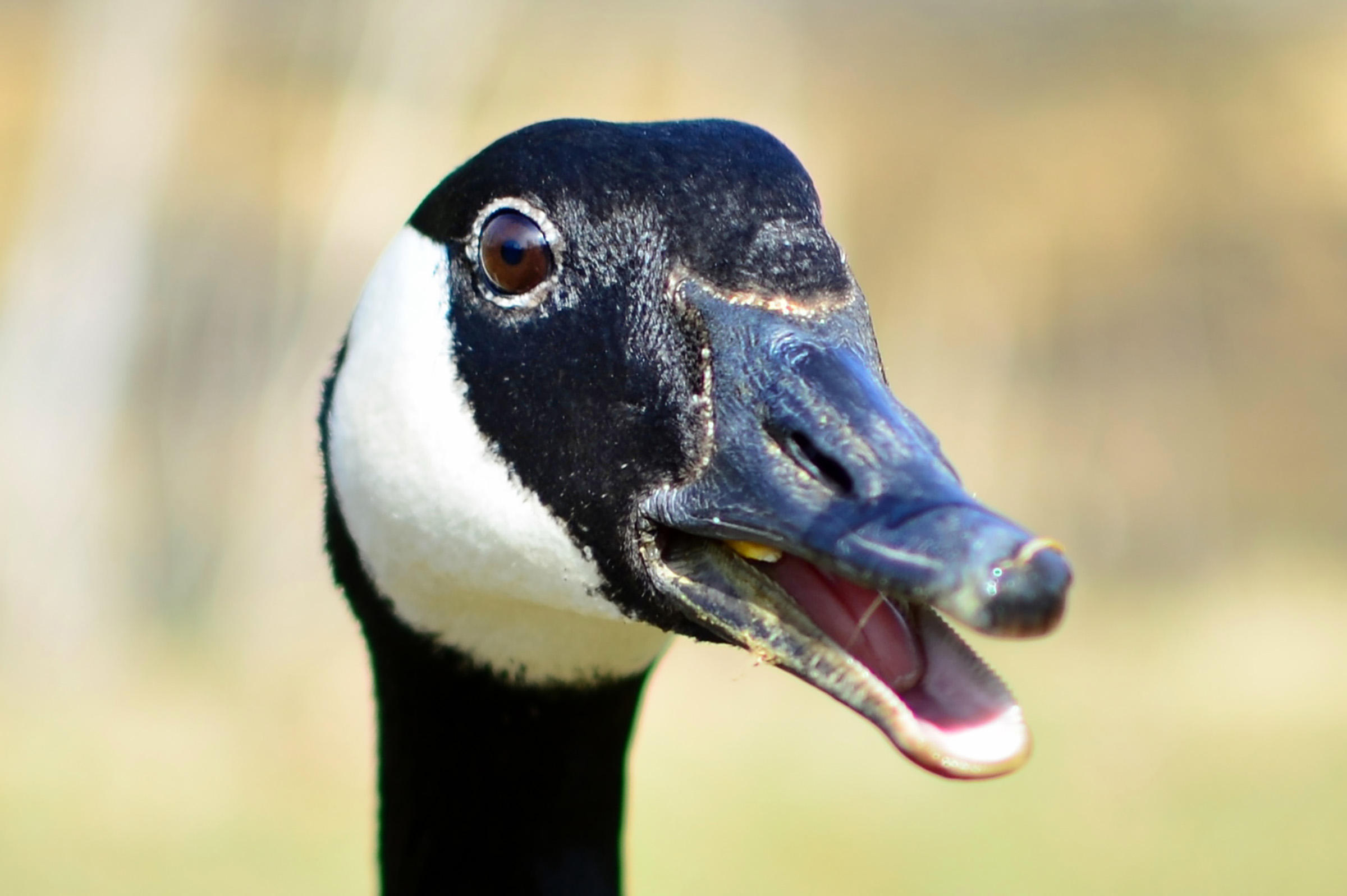 Canada Goose | Audubon Field Guide