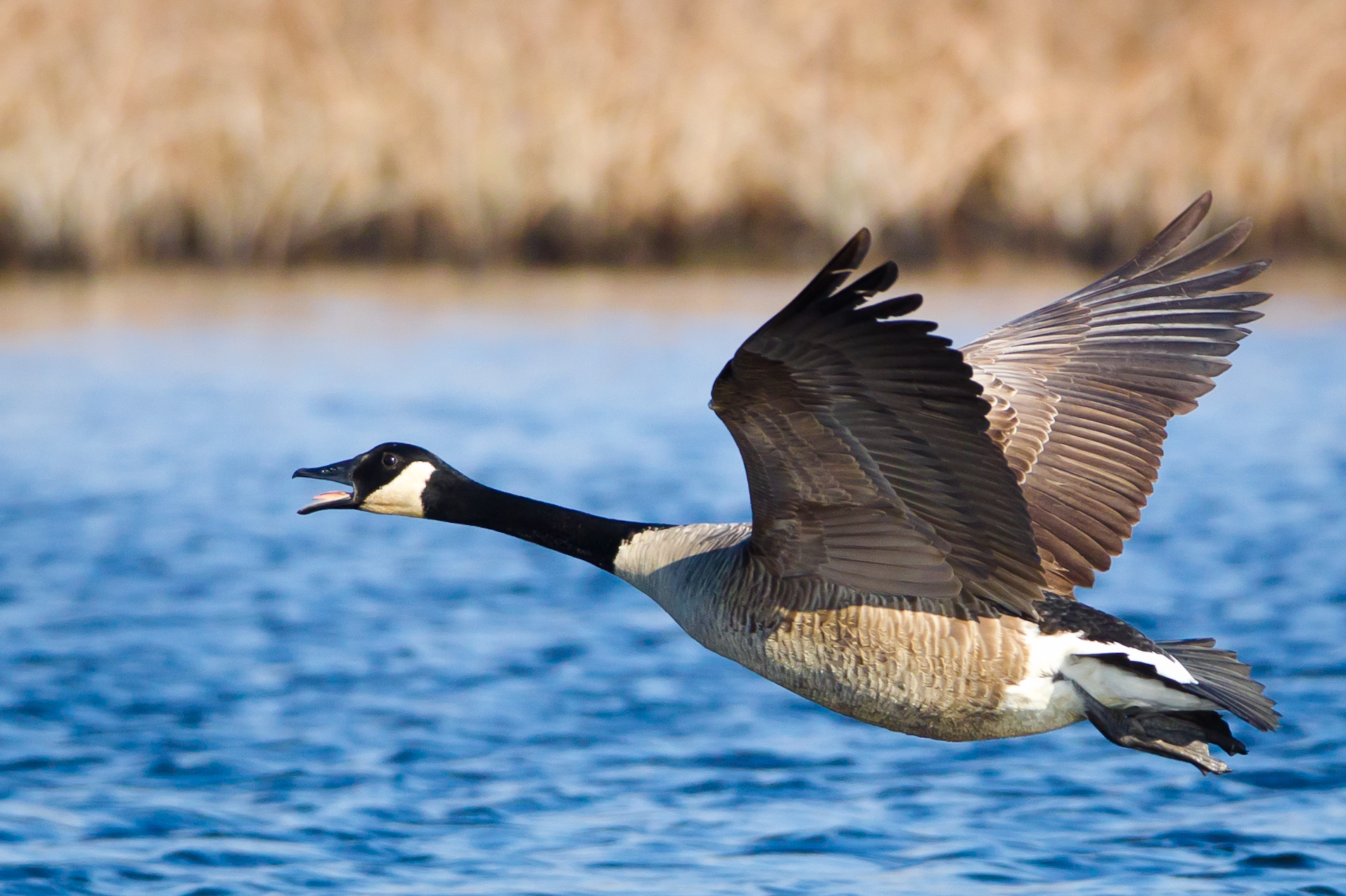 5 Tips for Late Season Canada Geese - LiveOutdoors
