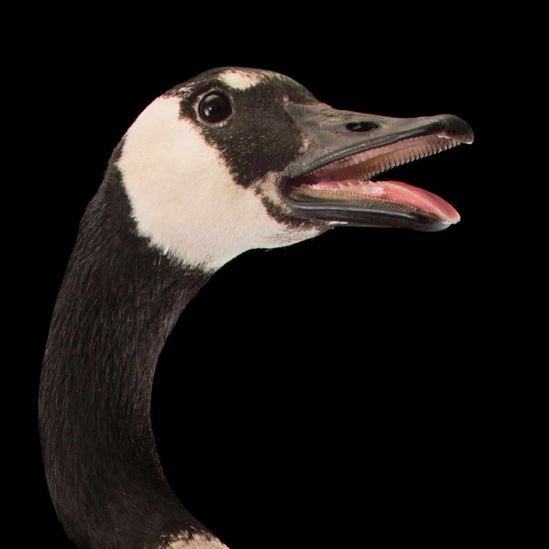 Canada Goose | National Geographic