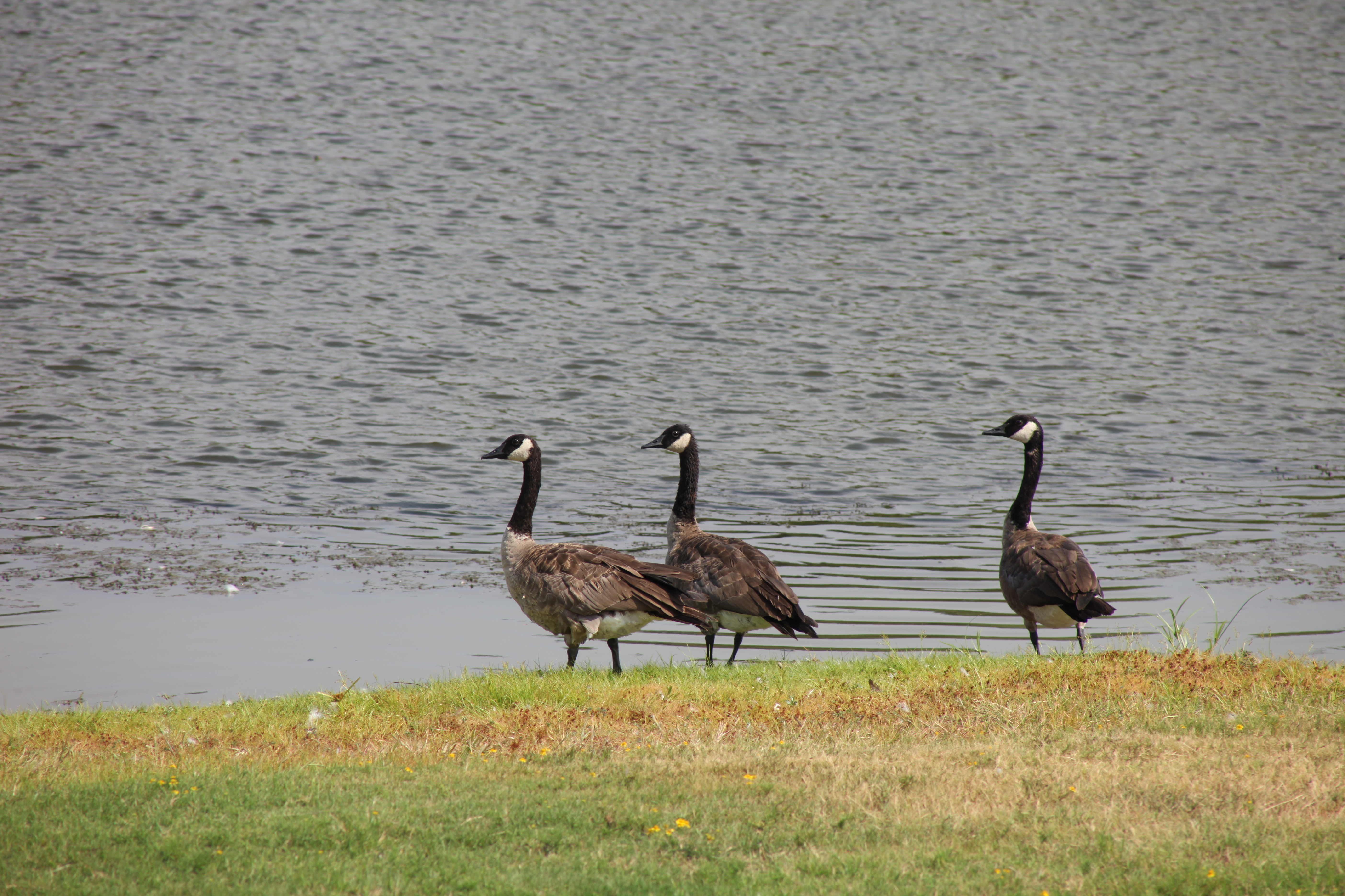 Canadian geese photo