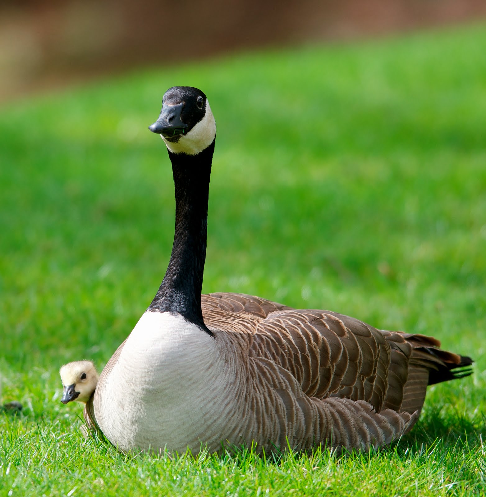 NW Bird Blog: Canada Goose and Gosling