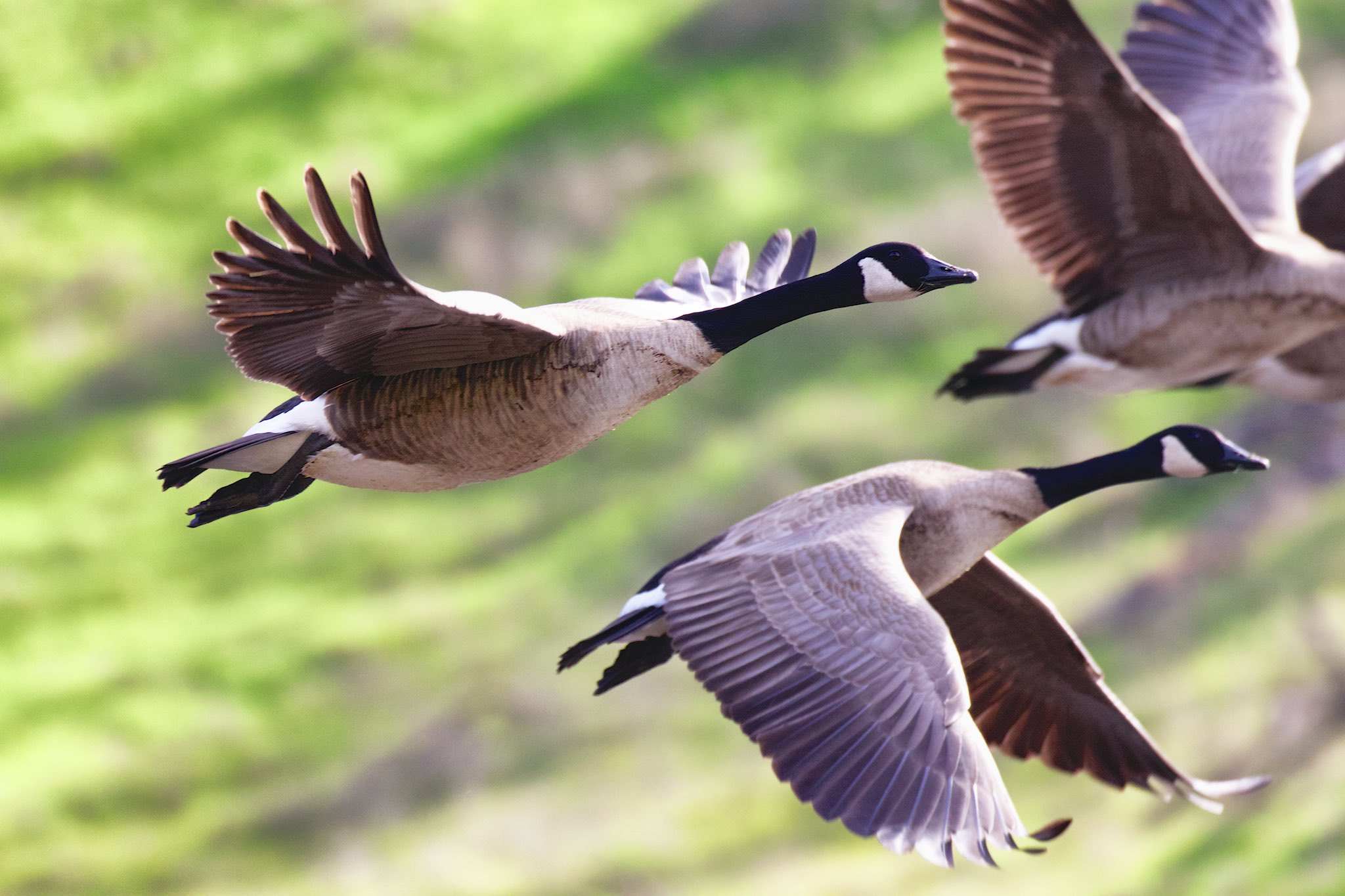 Canadian Geese in flight | Rancho Murieta Online