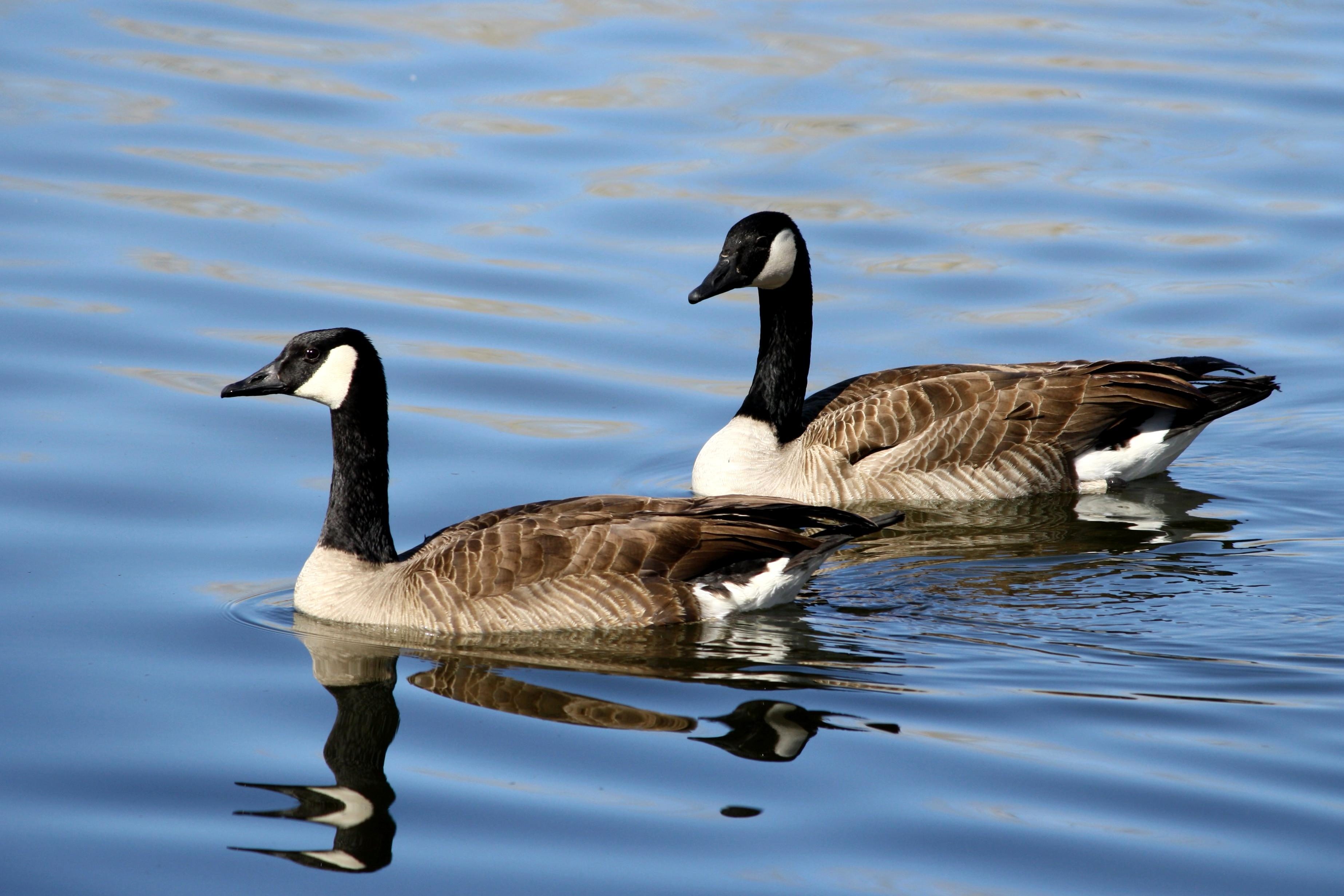 Free picture: birds pair, Canadian geese, water