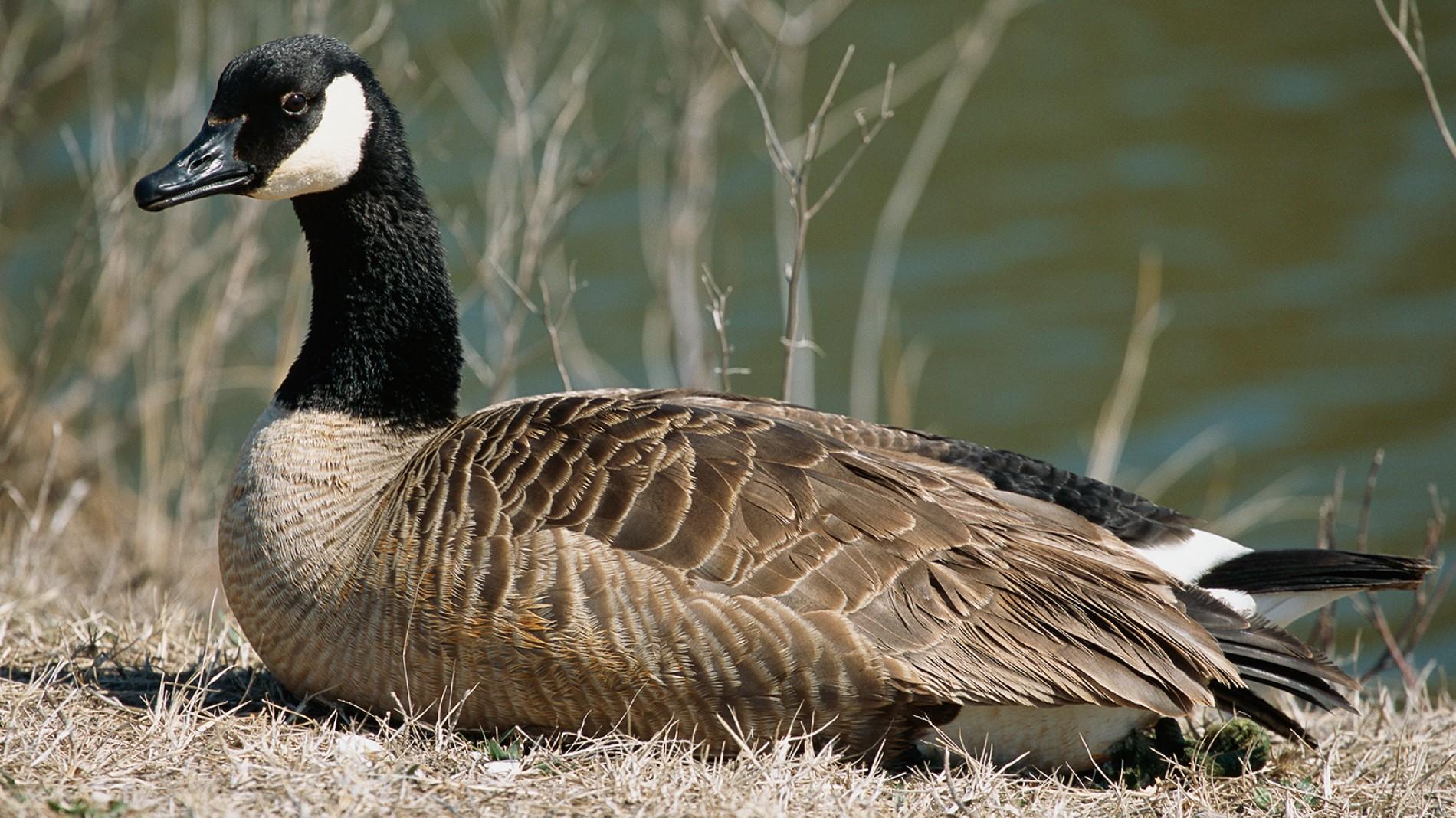 canada-goose-nesting-sitting.ngsversion.1398288213013.adapt.1900.1.jpg