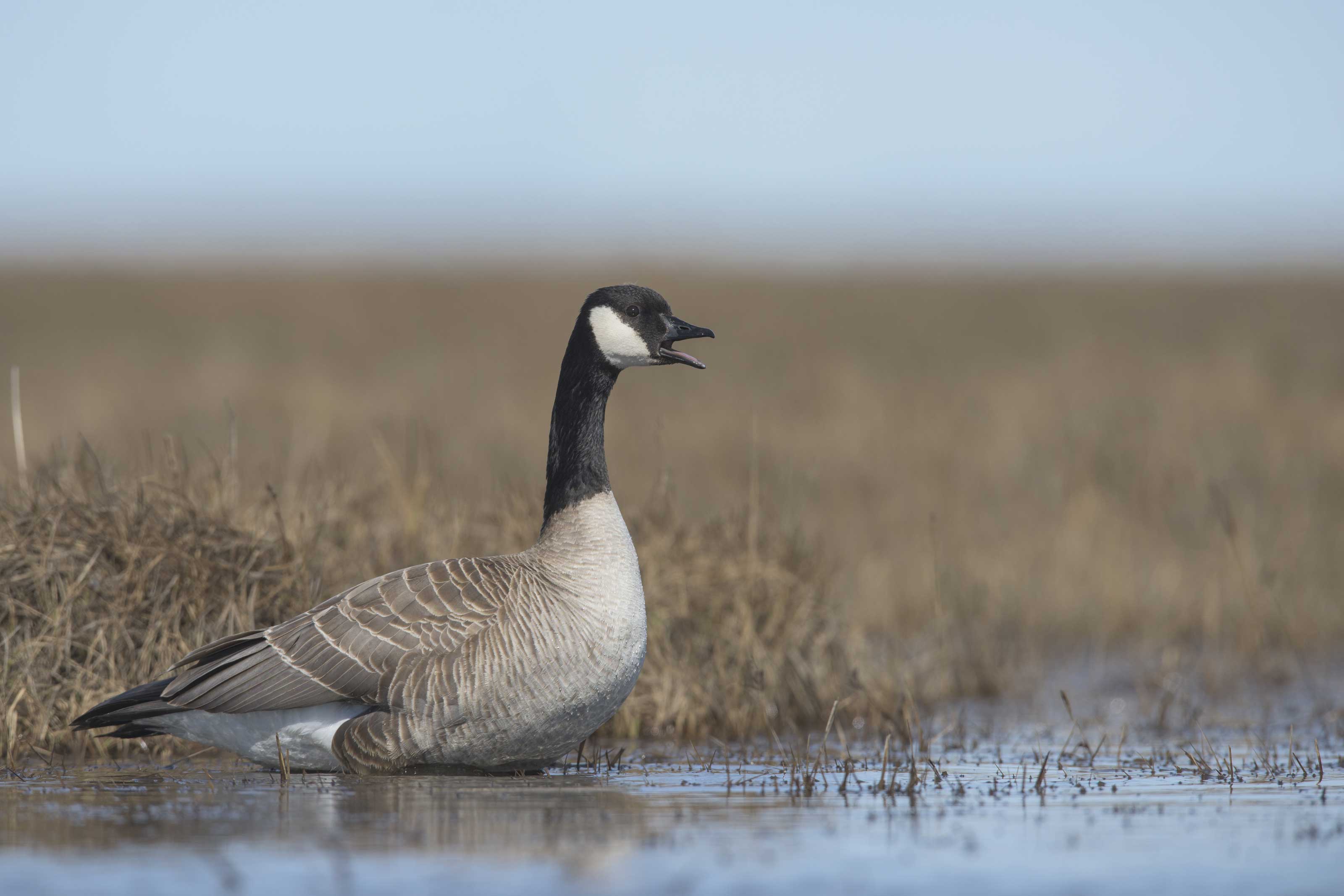 Canada geese make first drop into Fairbanks this year | Alaska ...