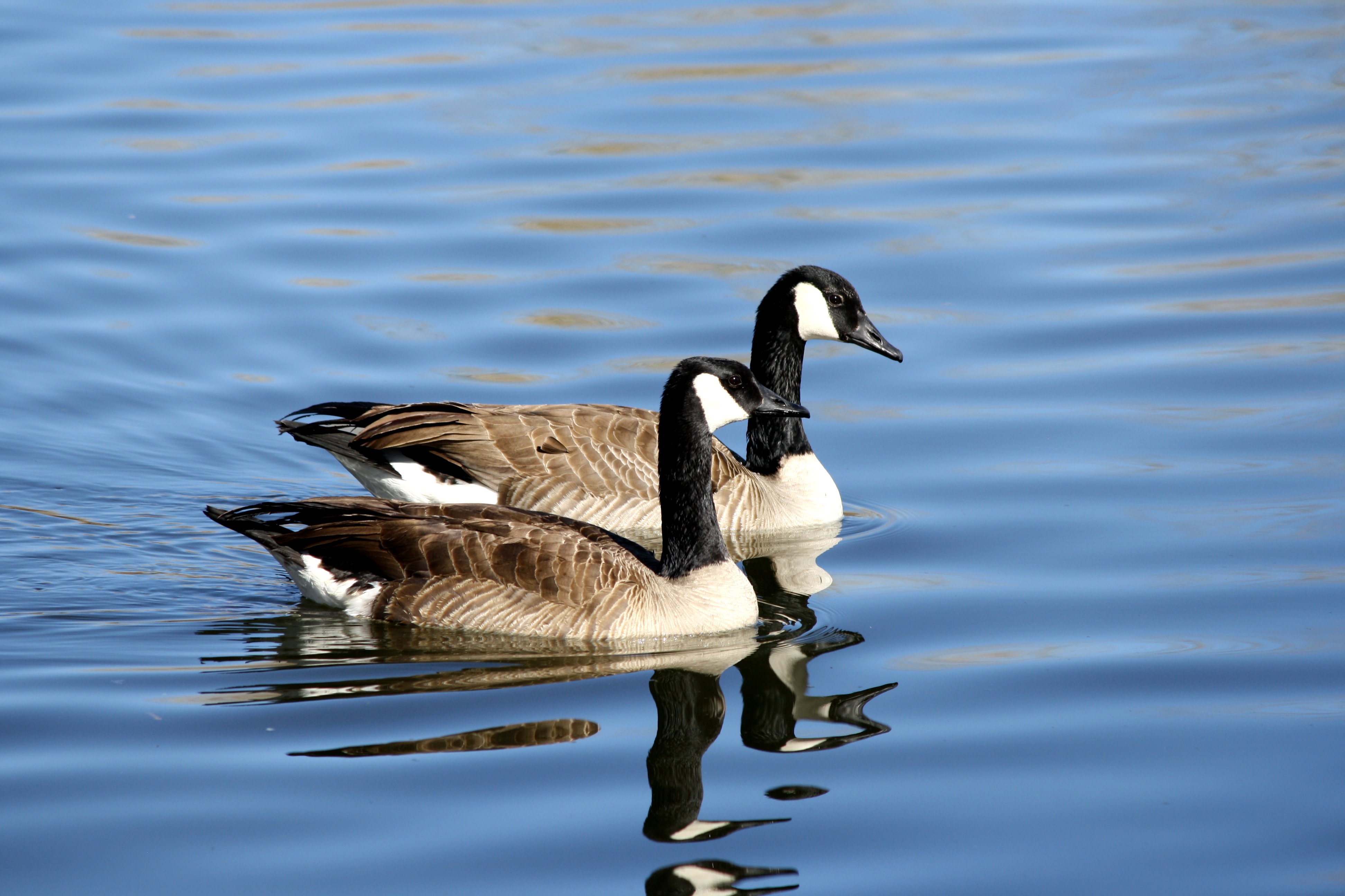 Canadian Geese in Blue Water Picture | Free Photograph | Photos ...