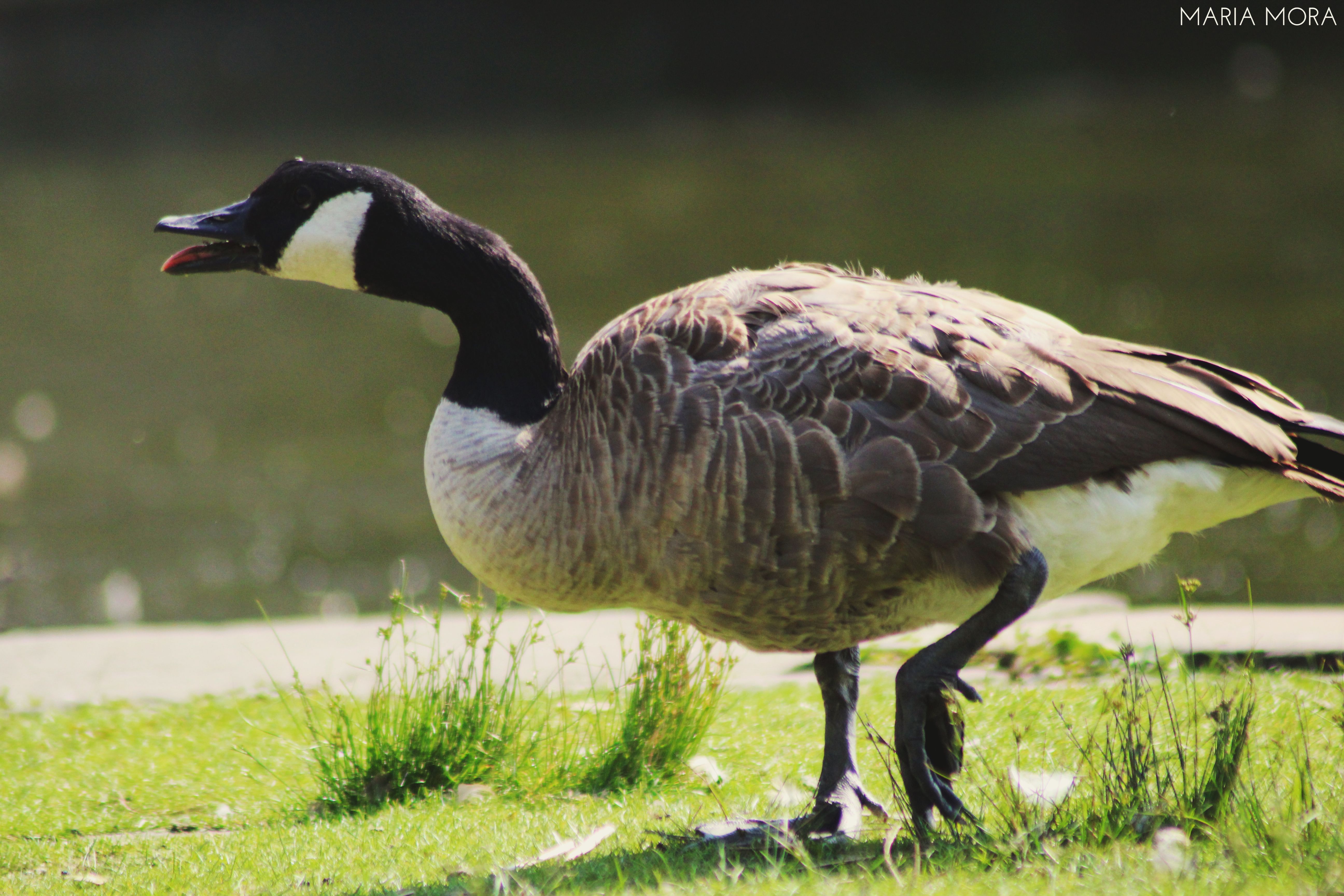 Sassy Canadian goose #photography #goose #Canada #lake #bird #black ...