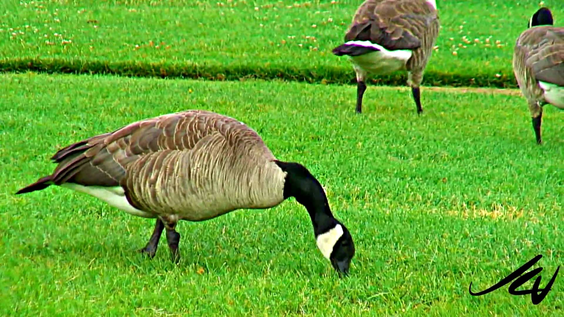 mean Canada Geese - YouTube
