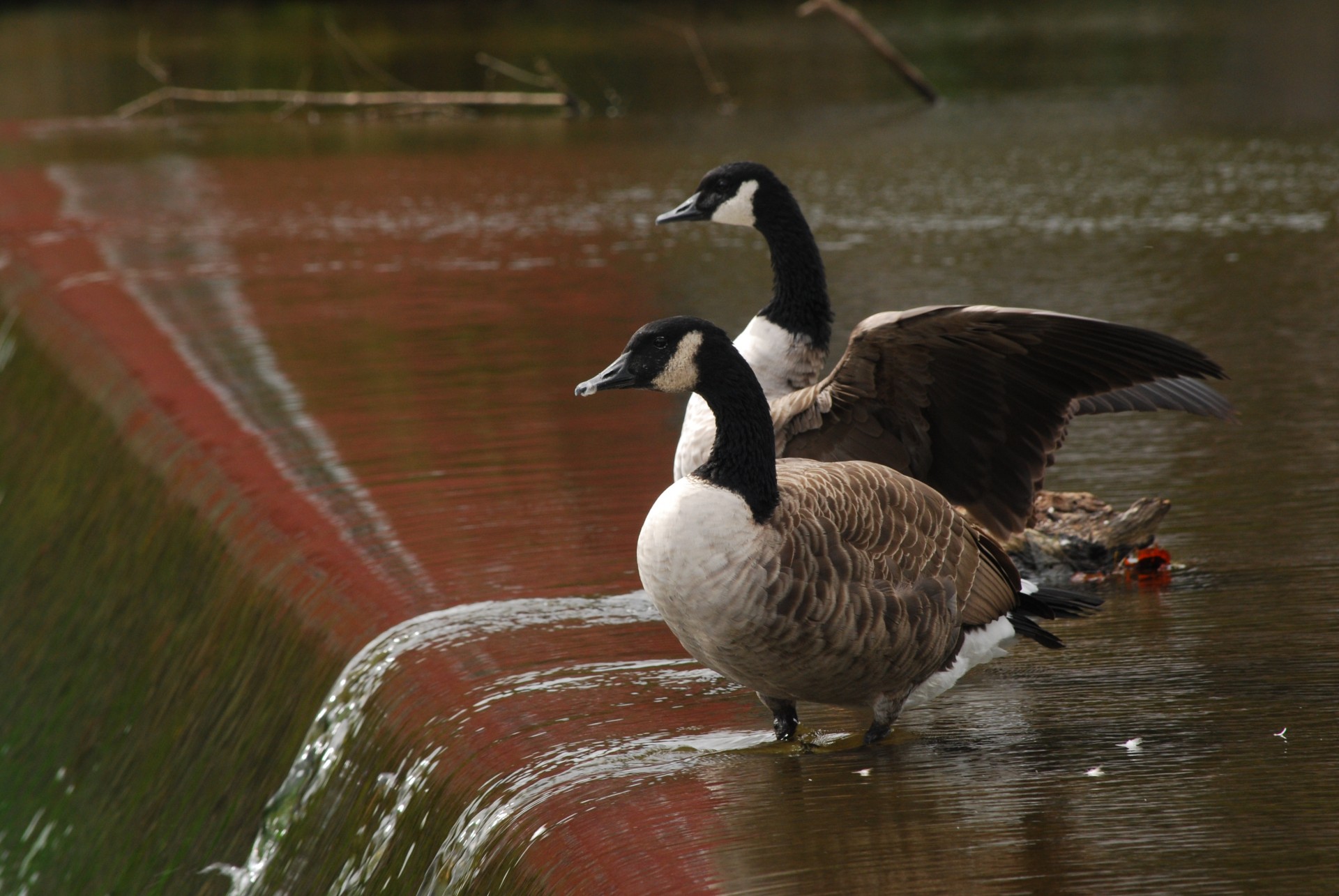 Canadian Geese Free Stock Photo - Public Domain Pictures