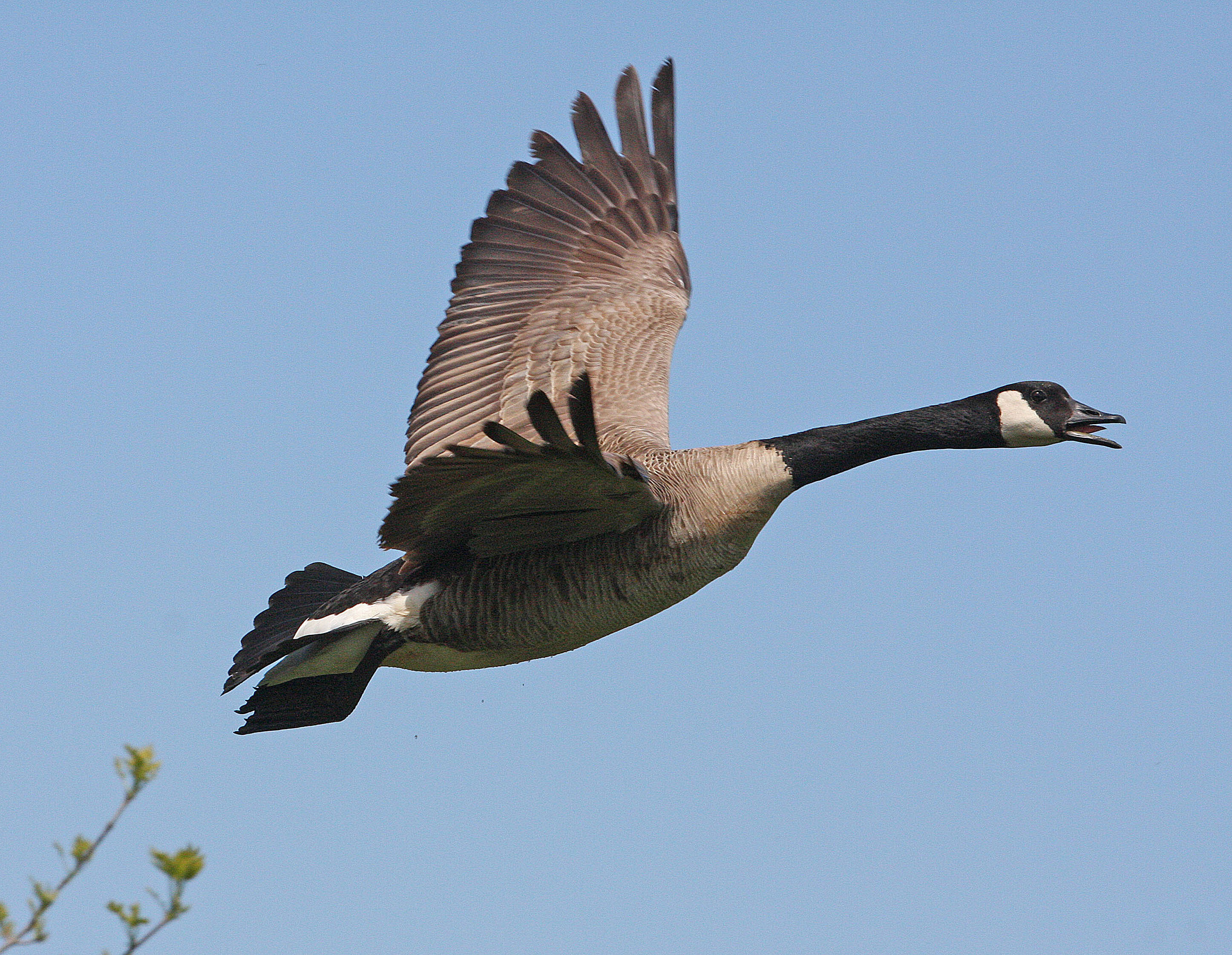 Canada Geese | Flyways.us