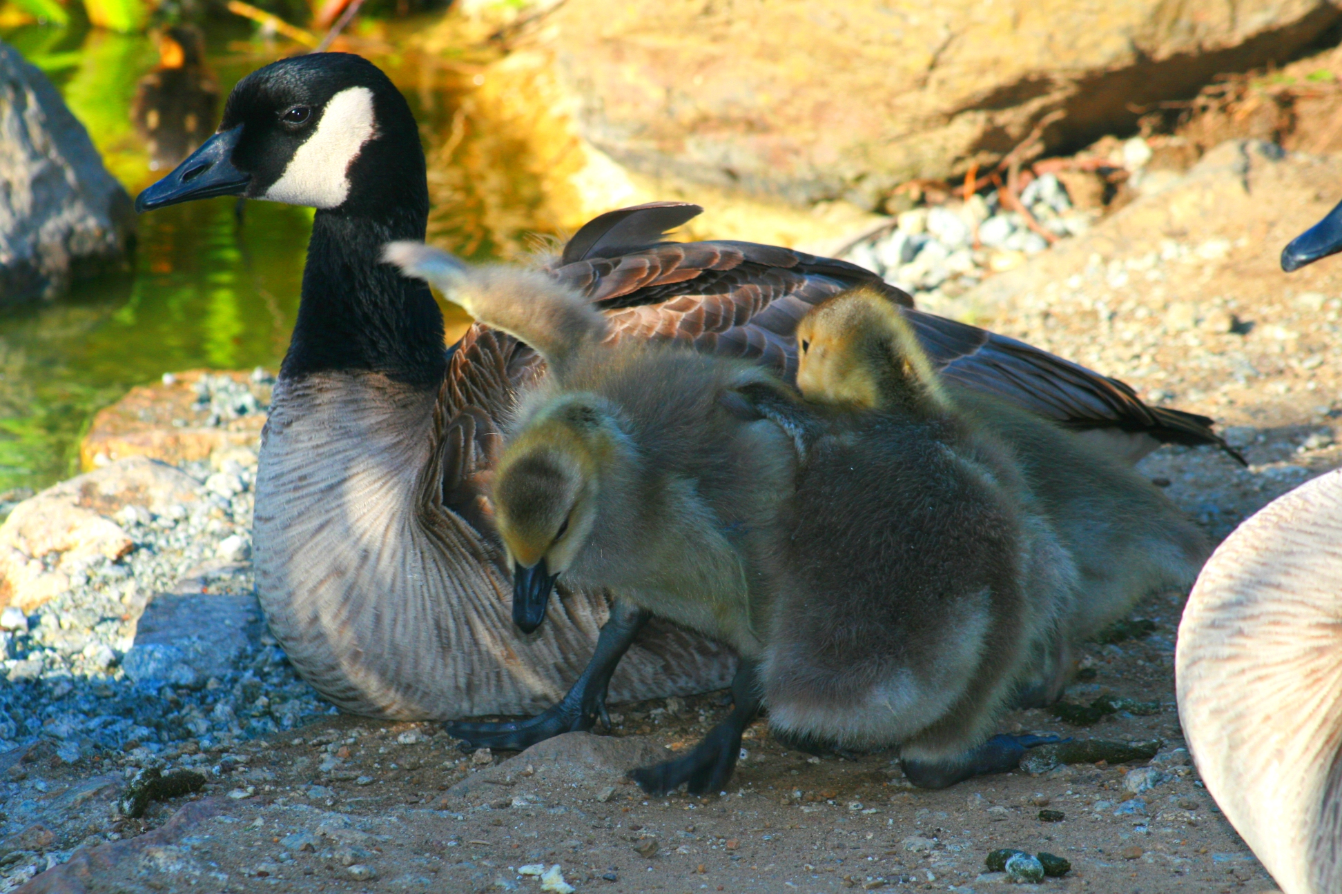 File:Canadian geese.jpg - Wikimedia Commons