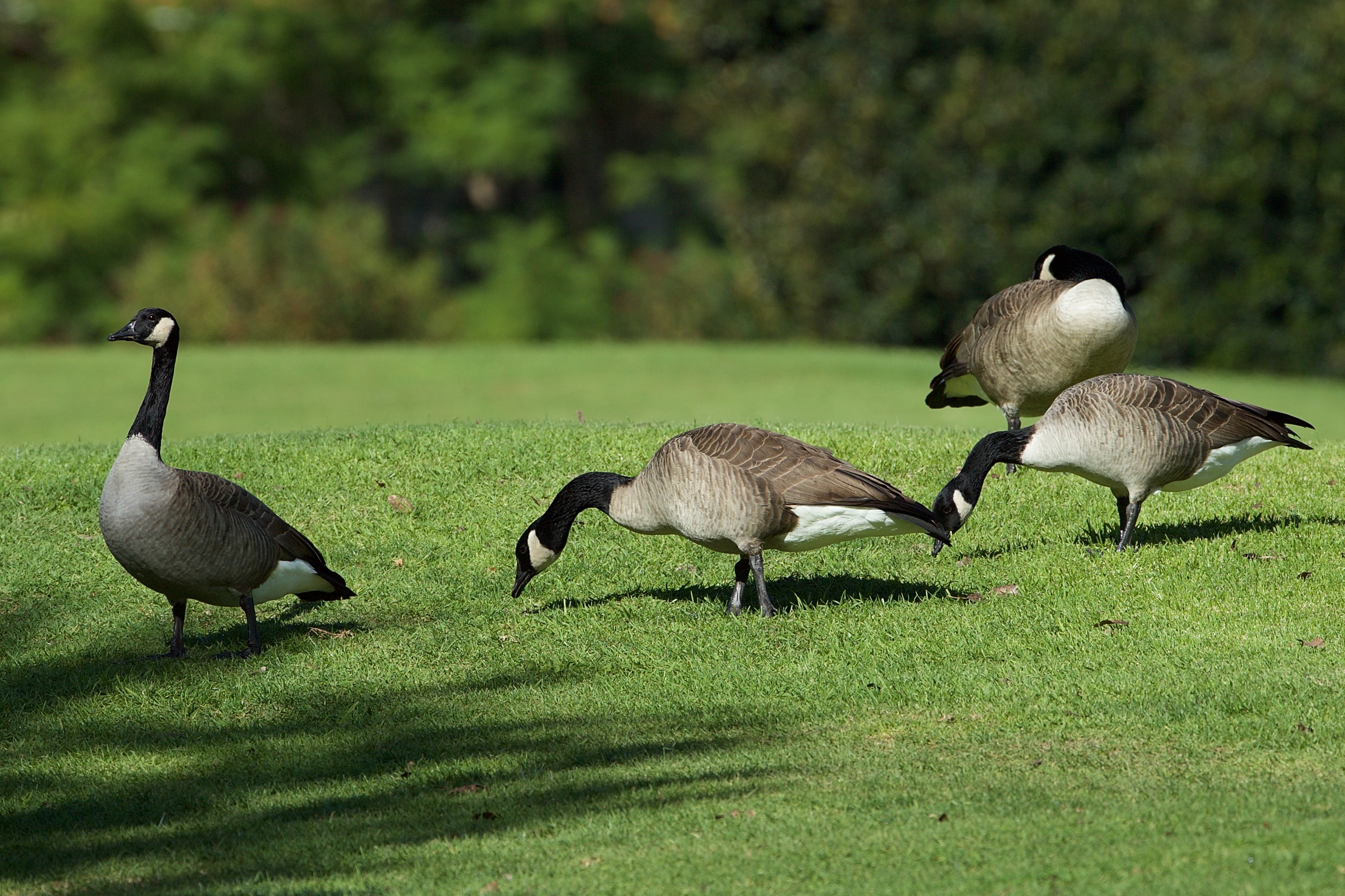Golf Course Geese | Havasi Wilderness Foundation