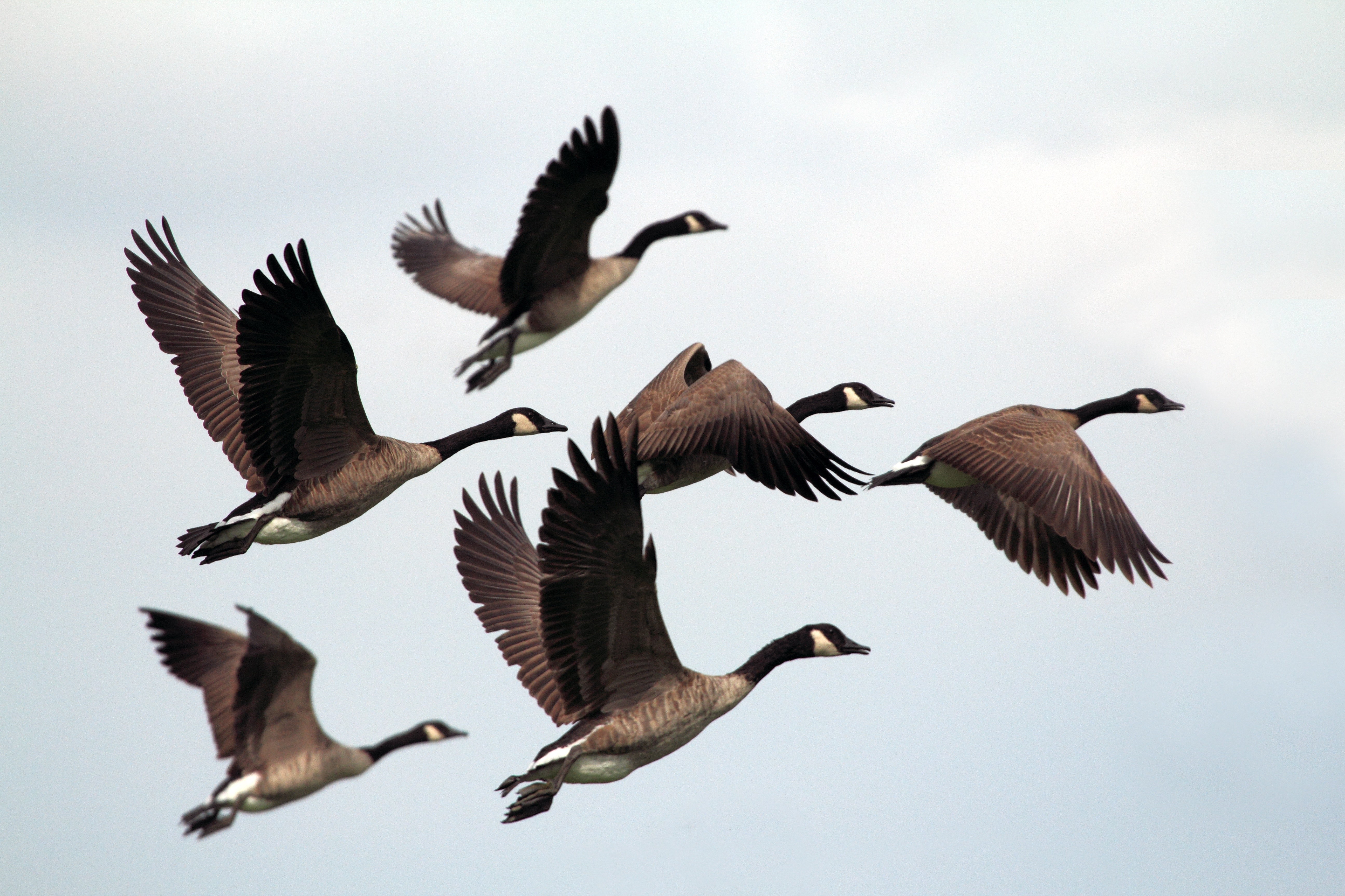 Canadian Geese Control ⋆ Landscape Protection Services
