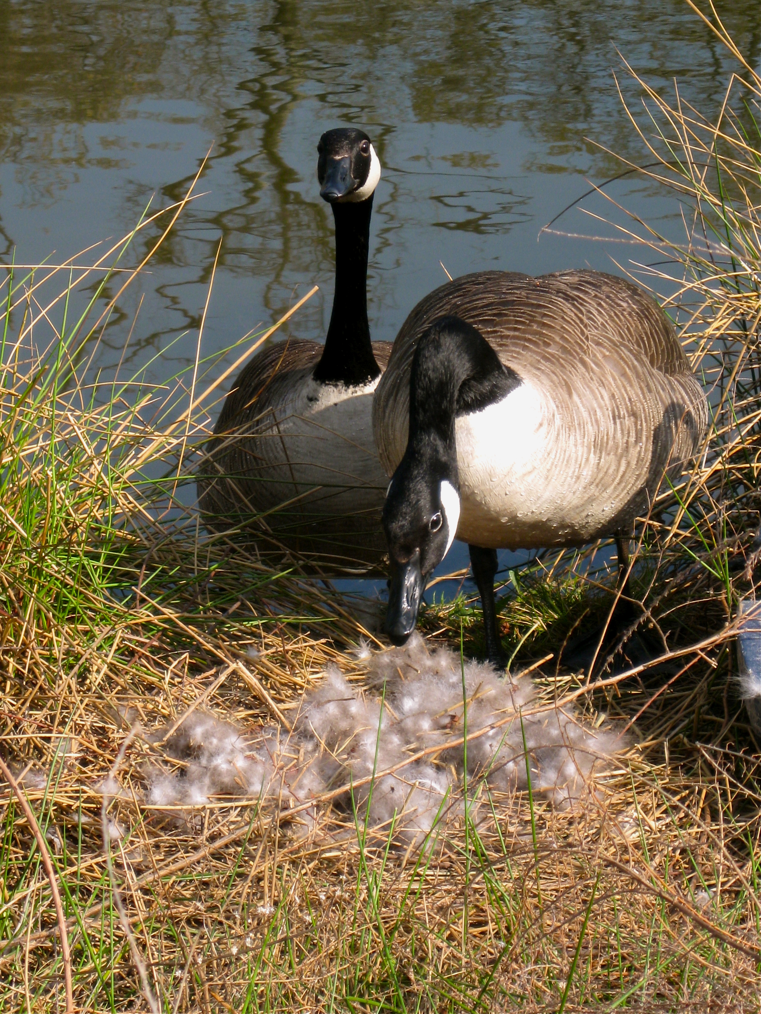 Canadian Goose Eggs, And the Protocol for Population Control