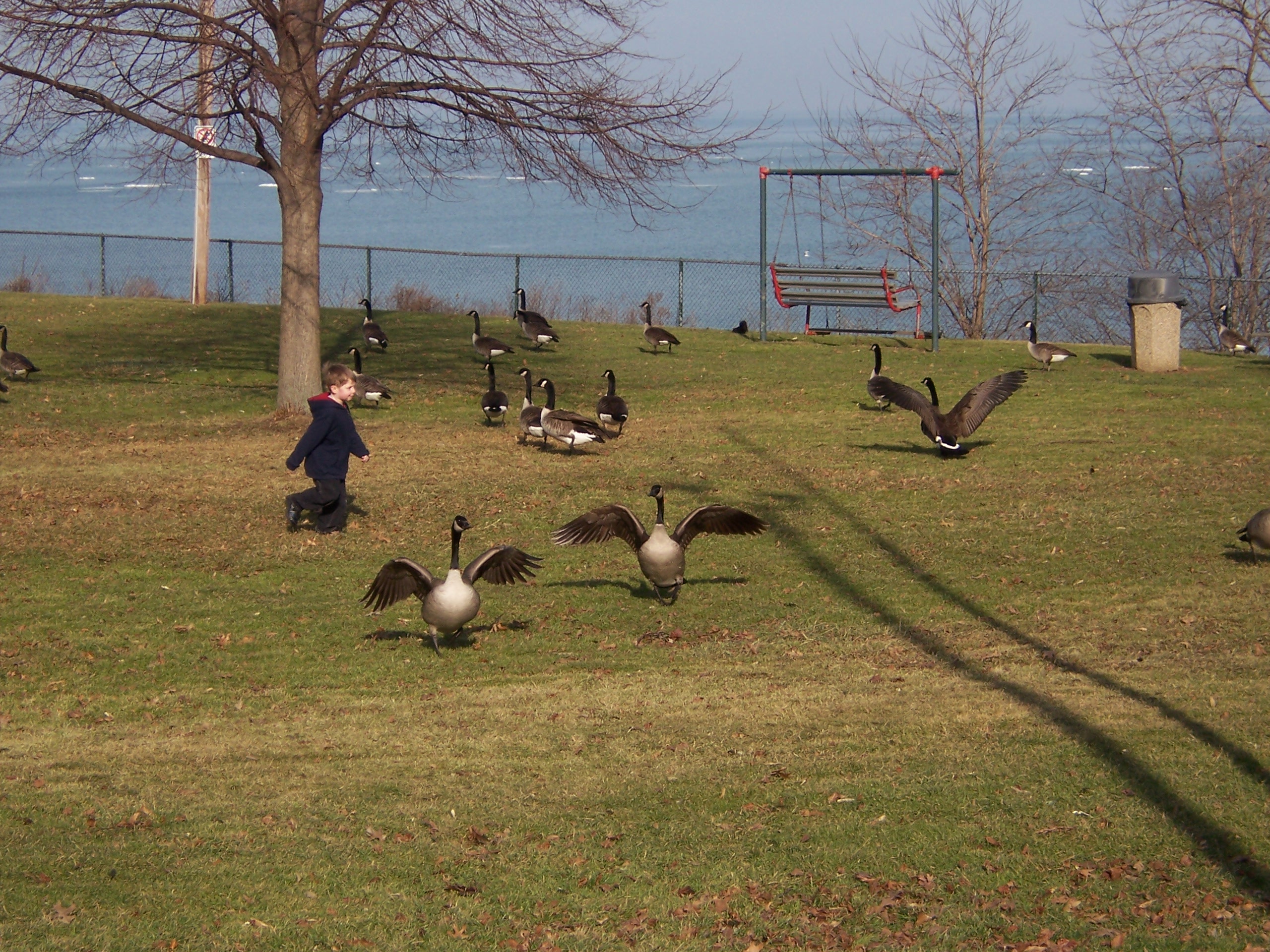 Aggressive Canada Geese | Ohio Geese Control