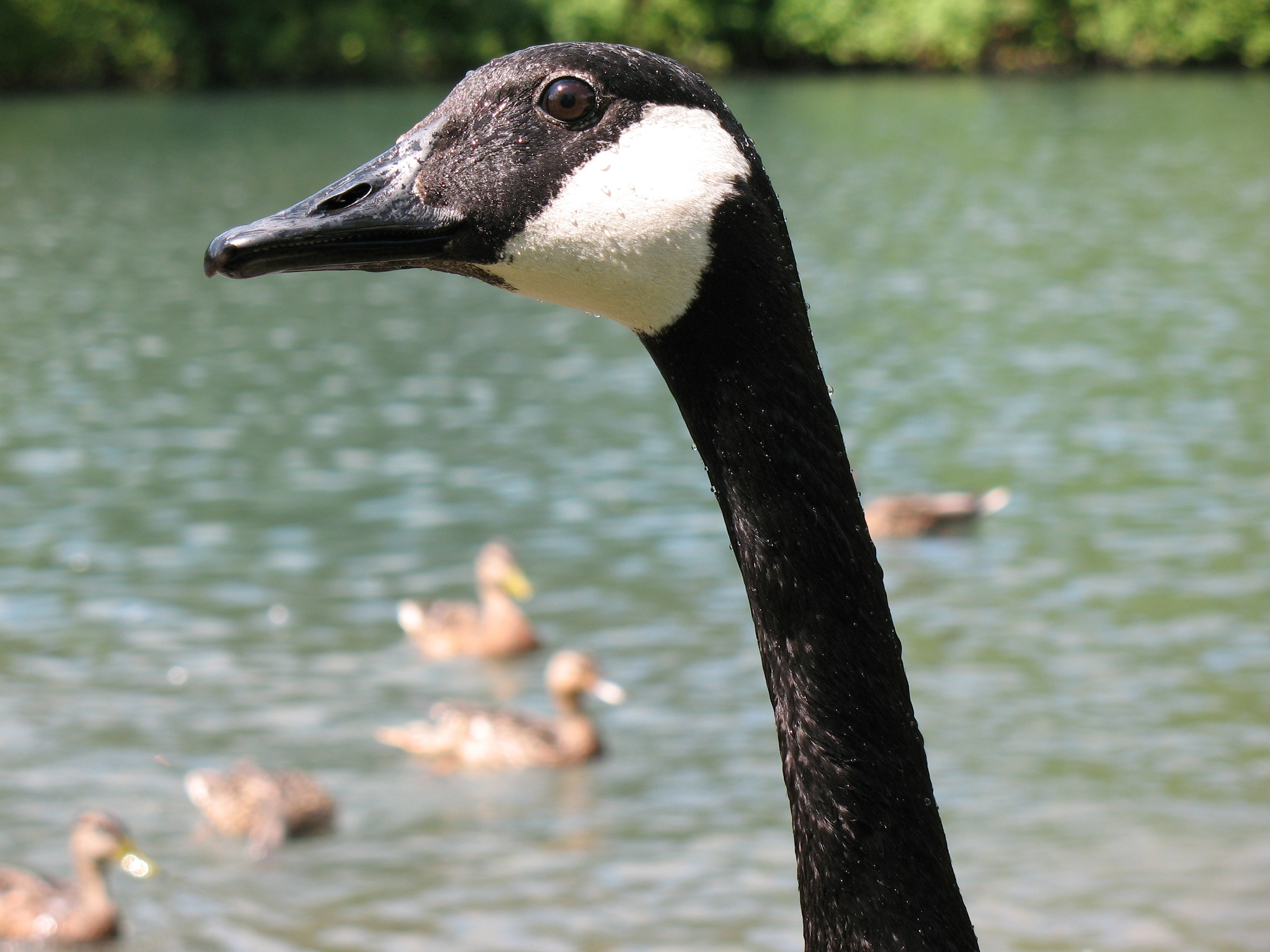 The Canada Goose… One Confused American's Perspective | Places At ...