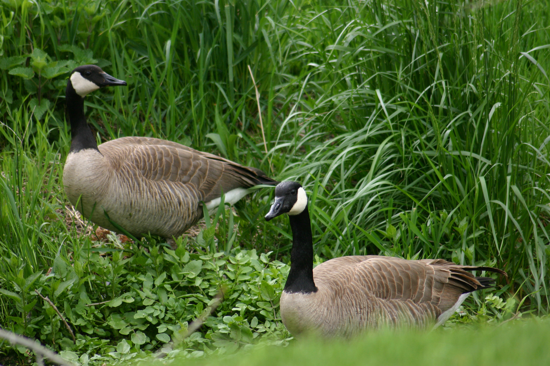 Hazing Trespassing Canada Geese | California Outdoors Q and A