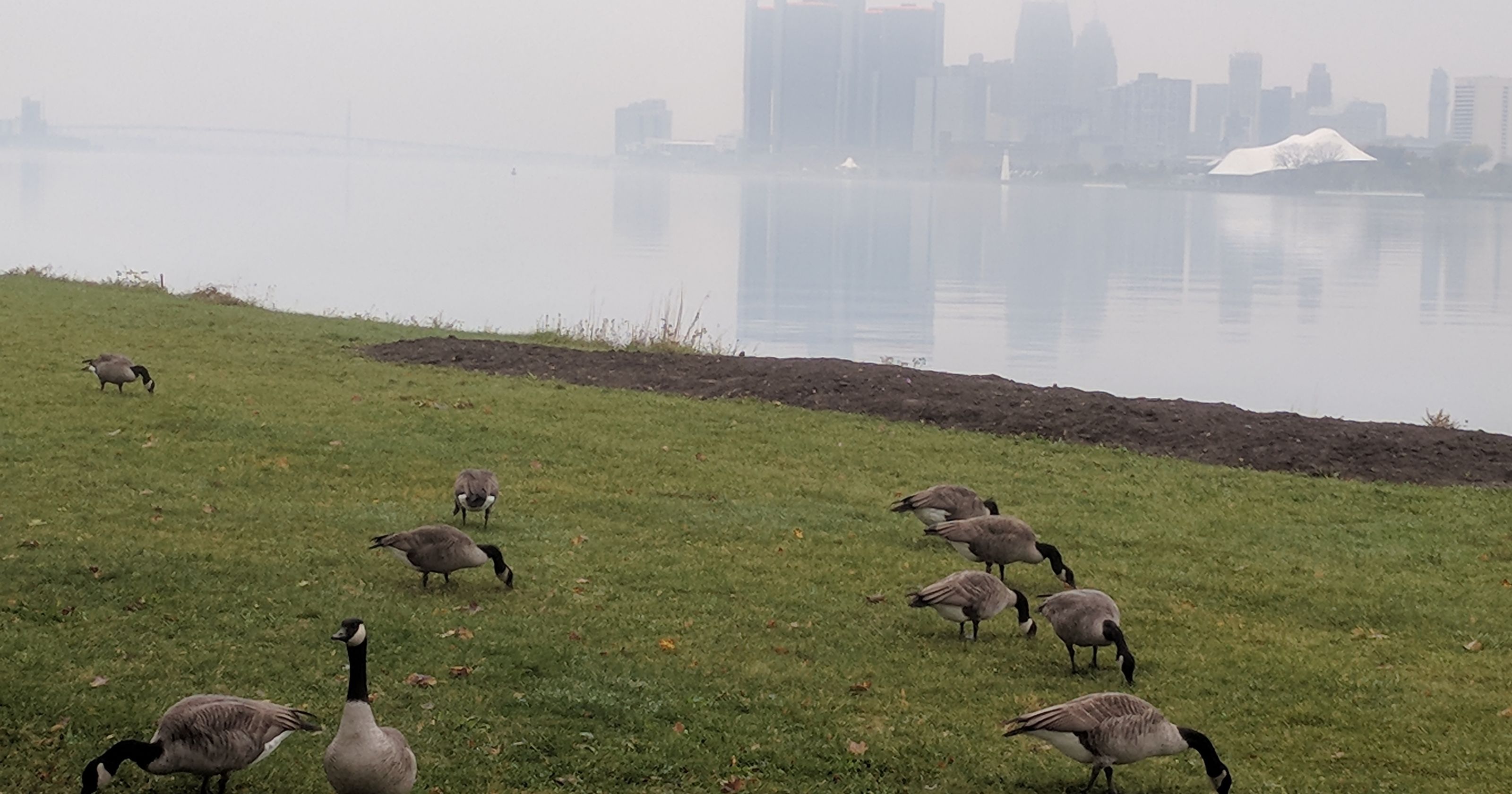 Canada geese give Michigan a migraine
