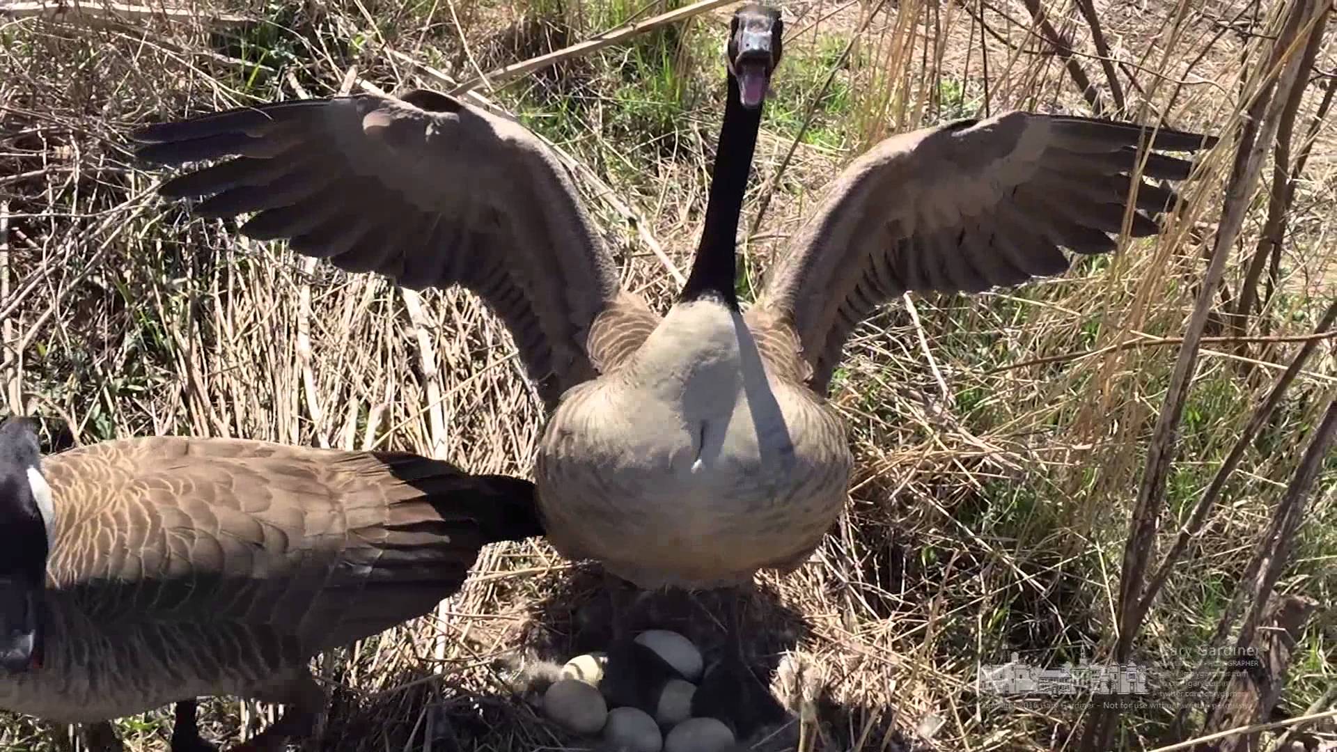 Canada geese on the nest at Highlands - April 3, 2016. - YouTube