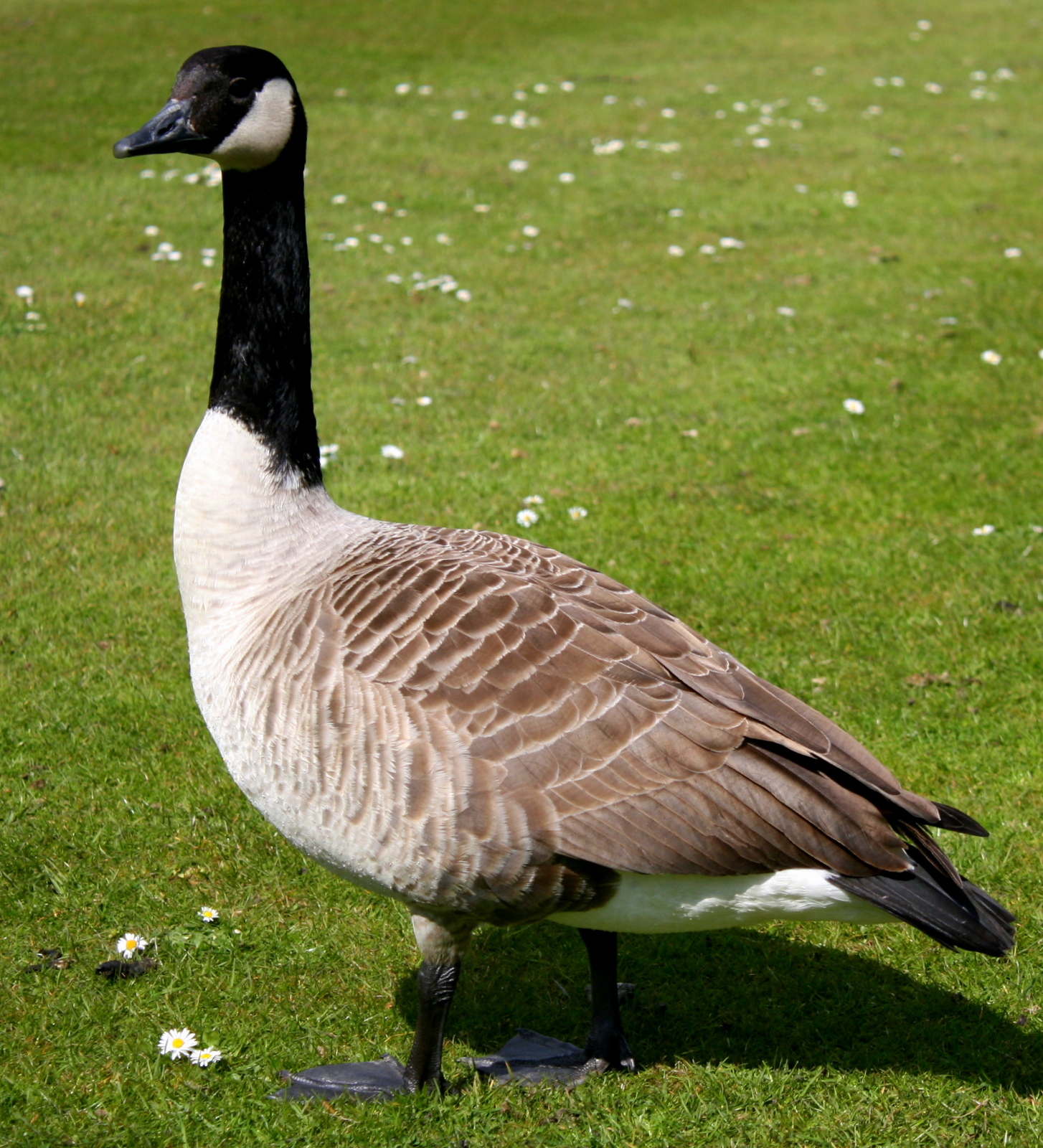 File:Canada goose.jpg - Wikimedia Commons
