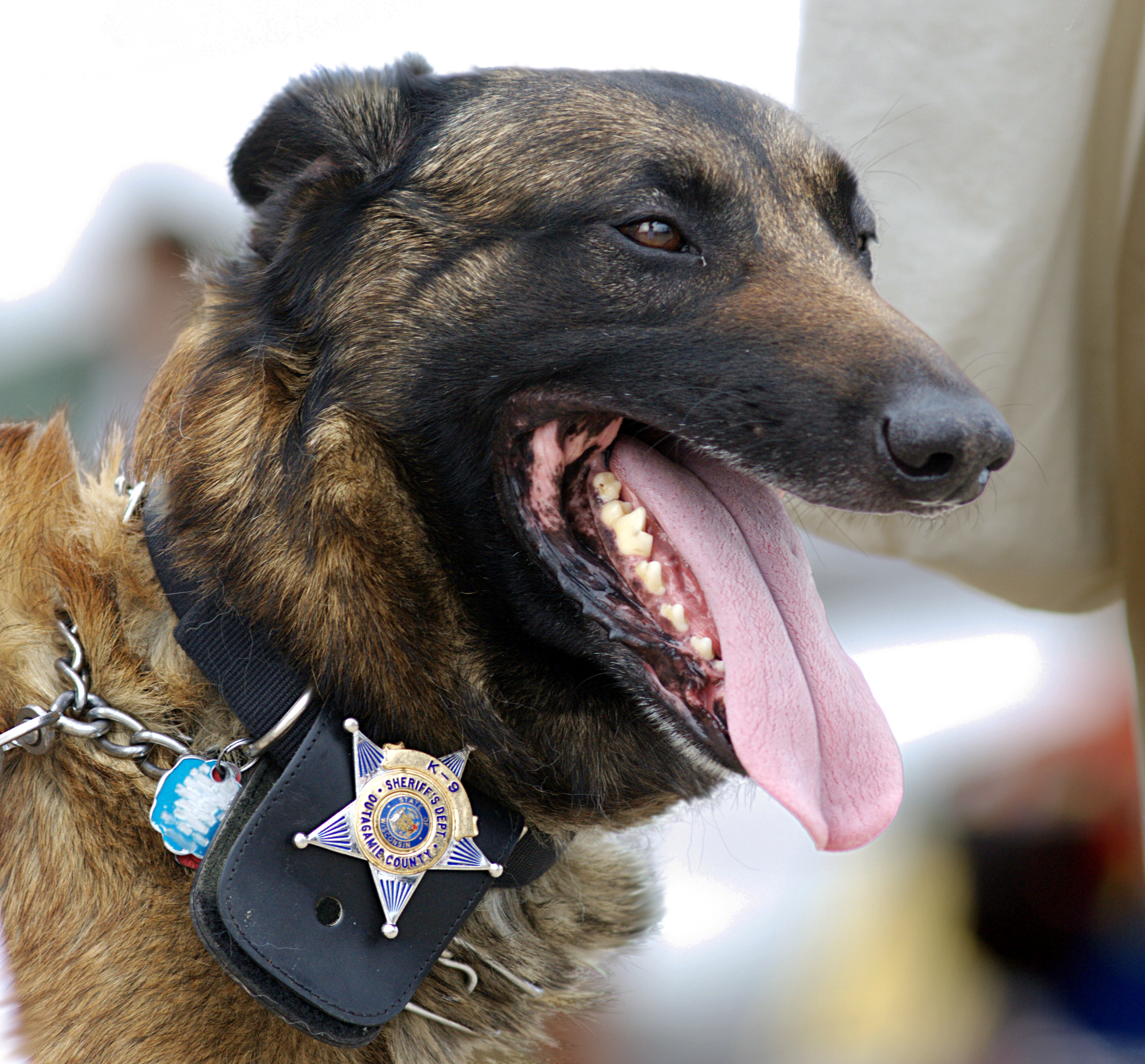 Police dog - Wikipedia