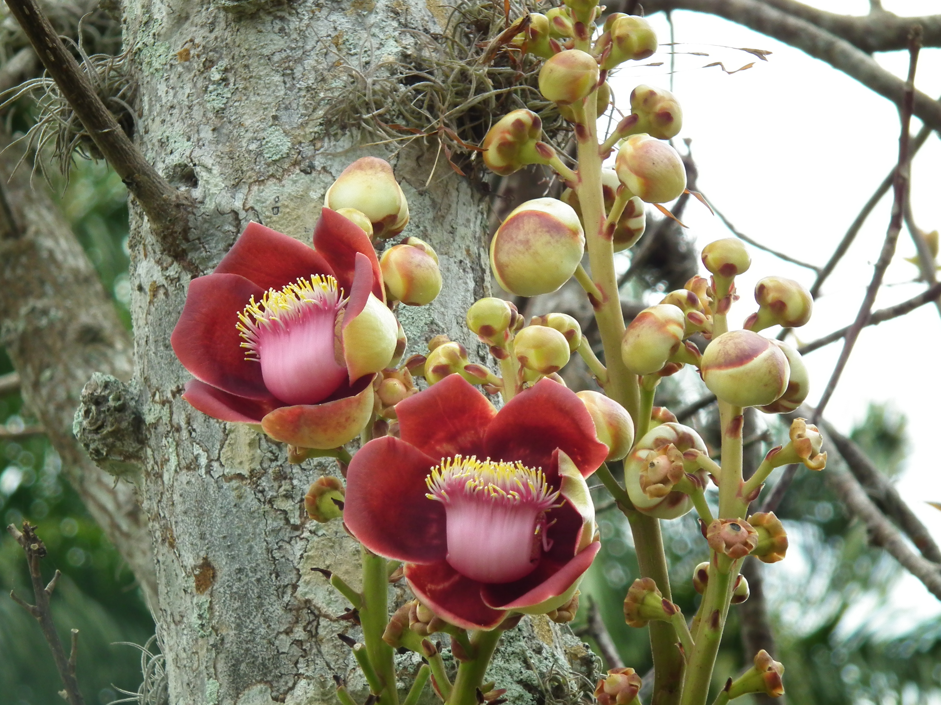 Couroupita guianensis - Useful Tropical Plants