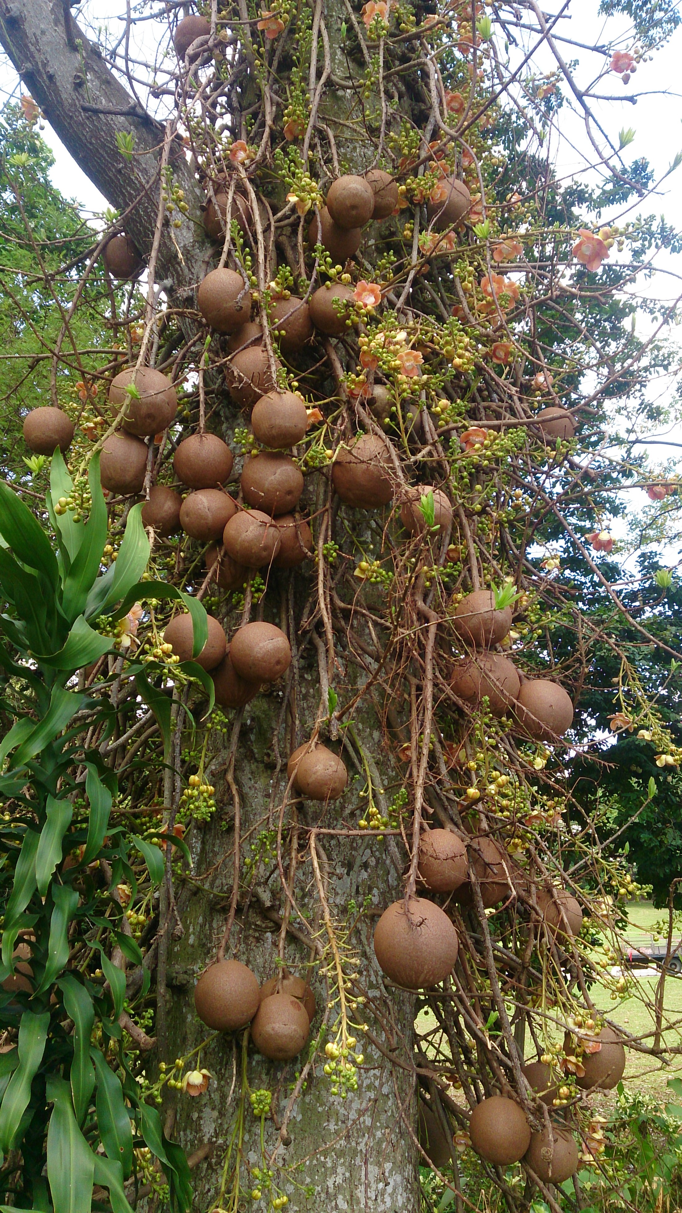 File:Cannonball Tree (Couroupita guianensis) 2.jpg - Wikimedia Commons