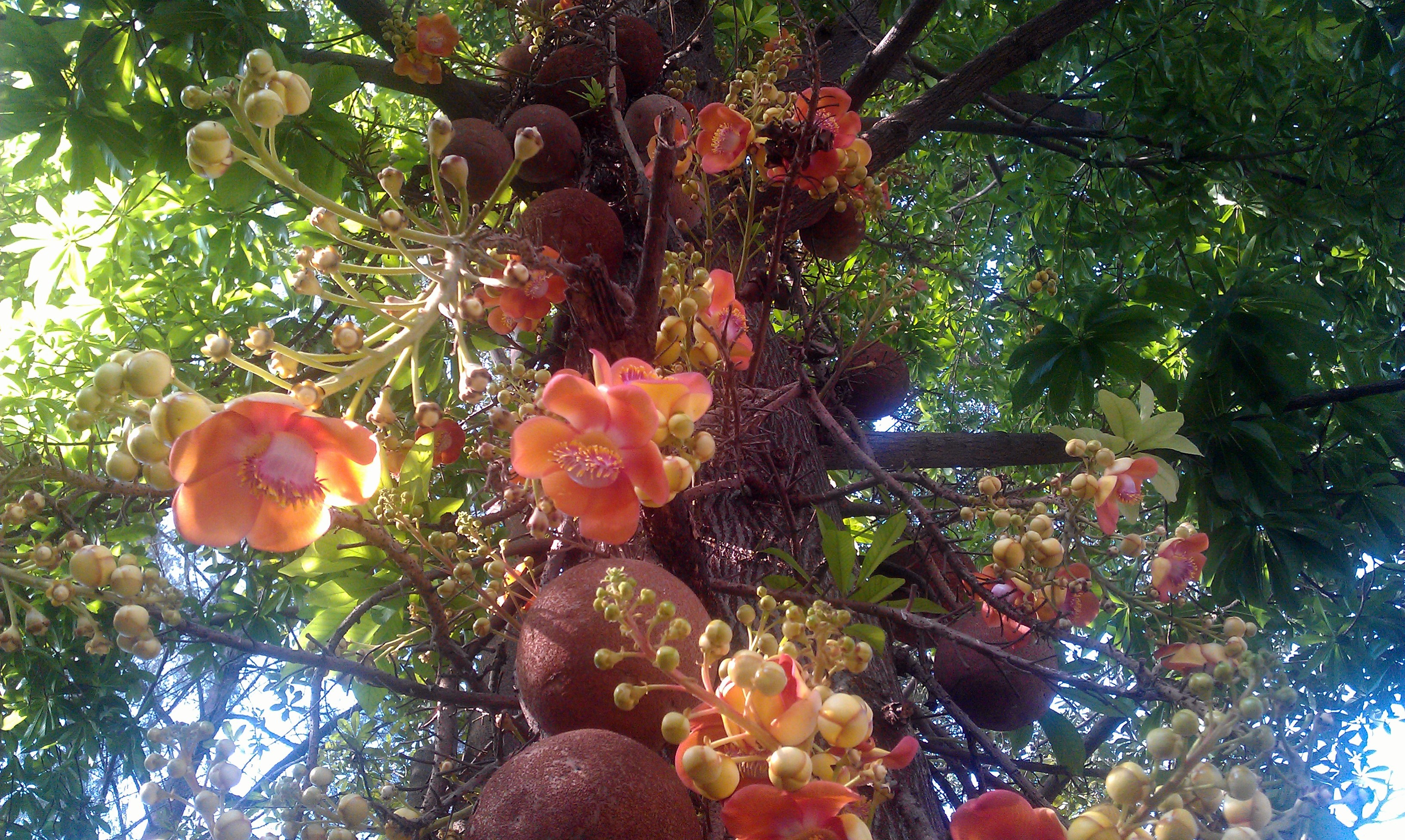 Cannonball tree – Free Thoughts by Ranjit Singh