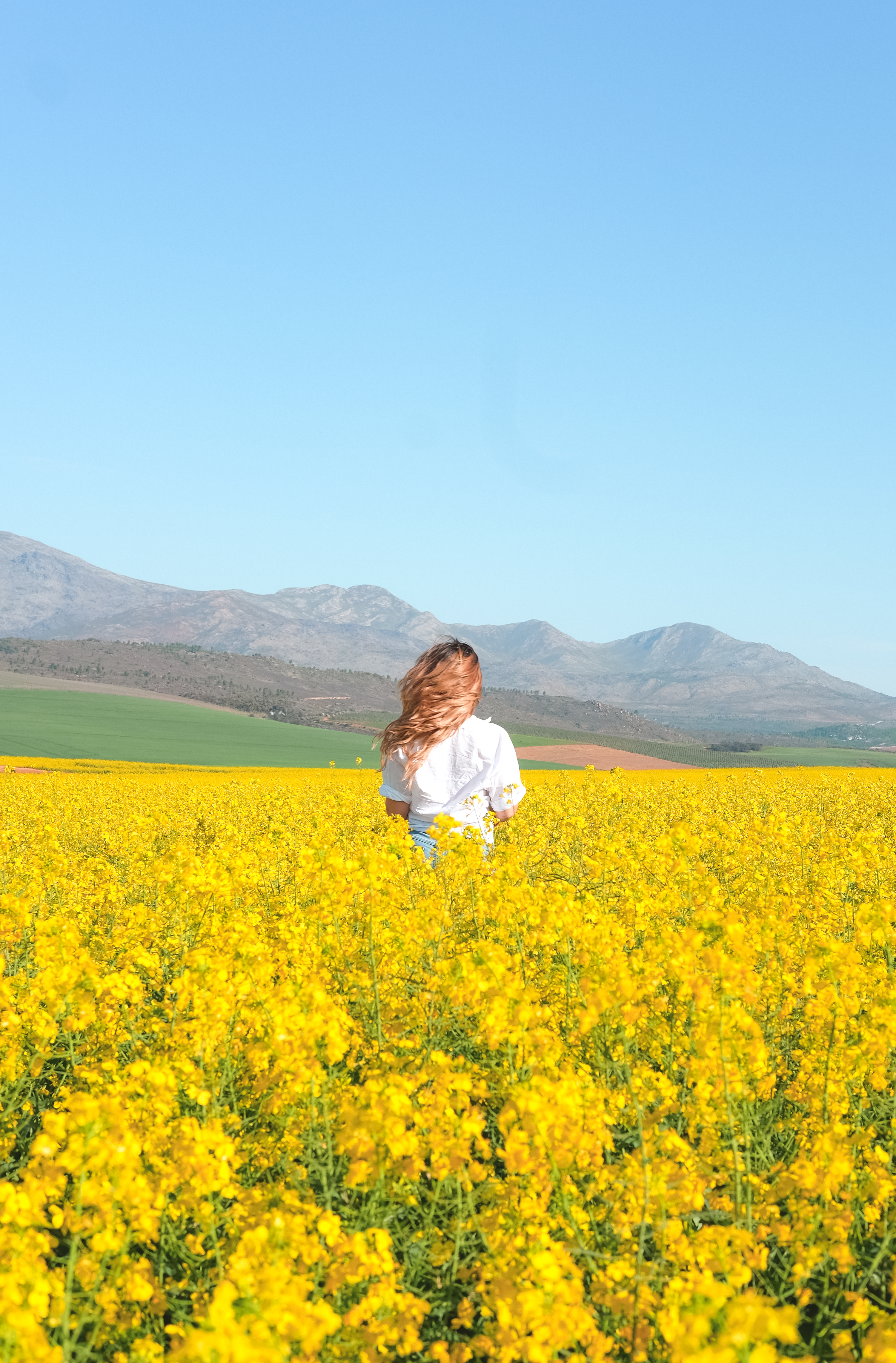 Where To Find Canola Fields In Cape Town - Tails of a MermaidTails ...