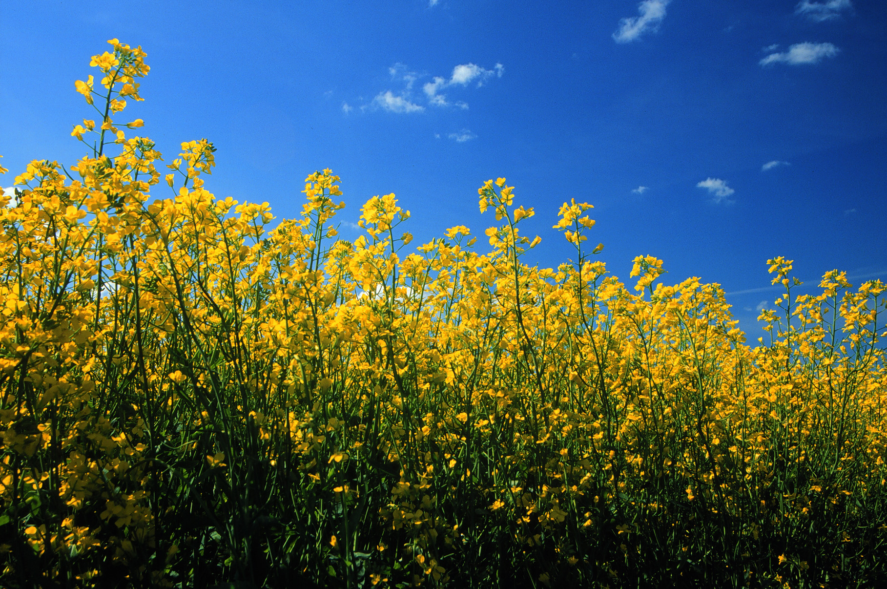 Fields & Flowers - Canola Council of Canada