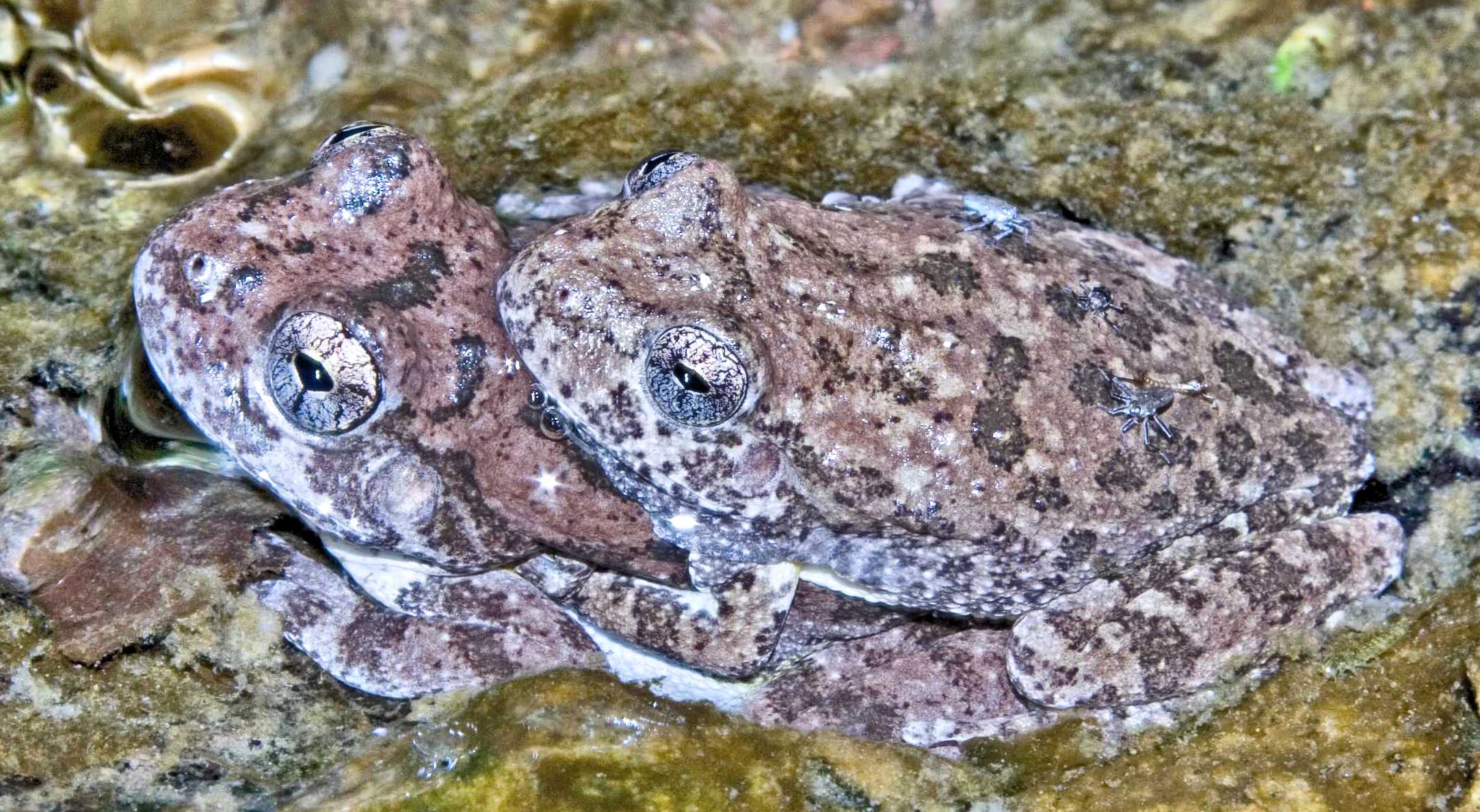 Canyon Treefrog - Tucson Herpetological Society