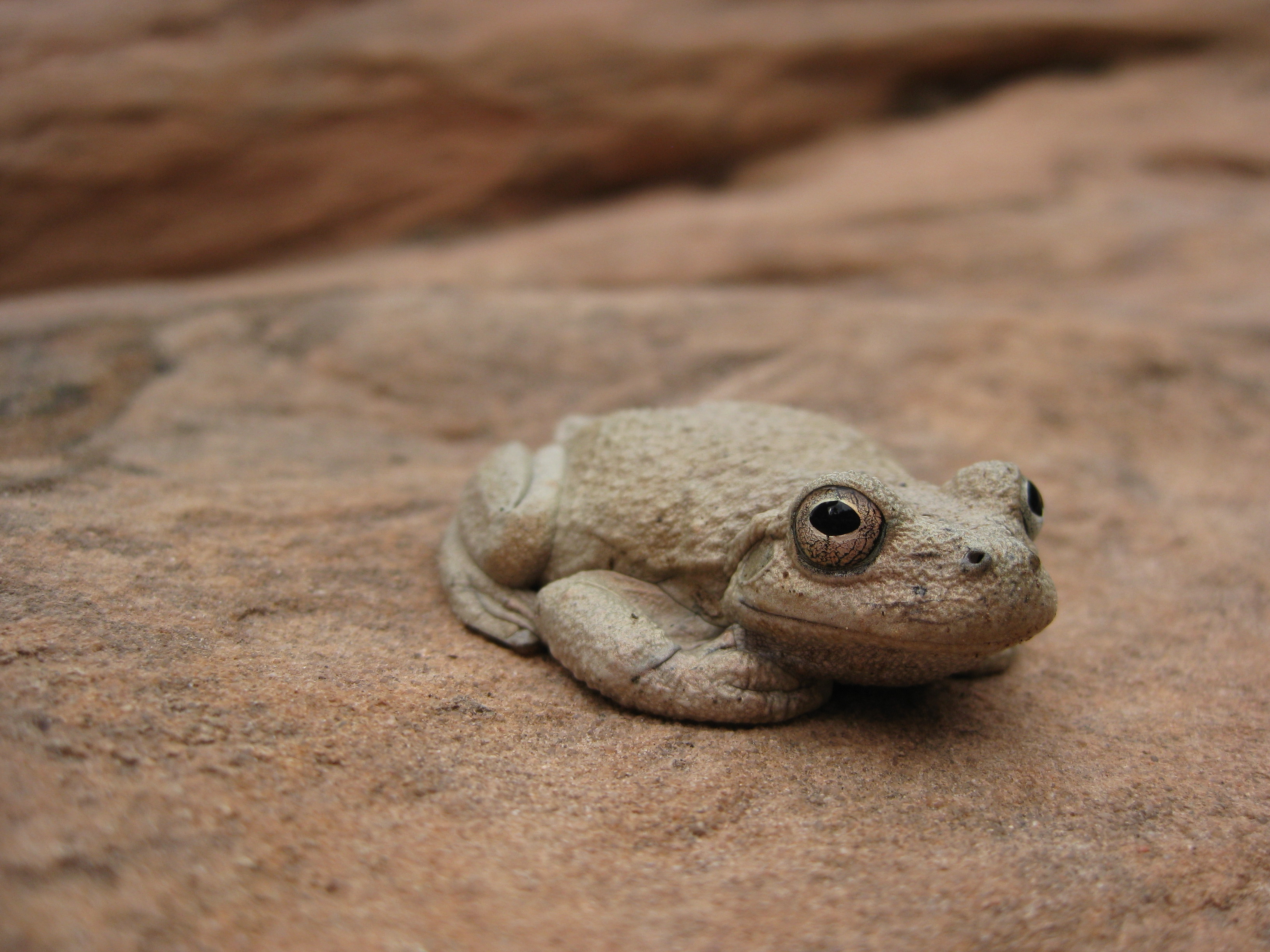 File:Canyon Treefrog (5205515626).jpg - Wikimedia Commons