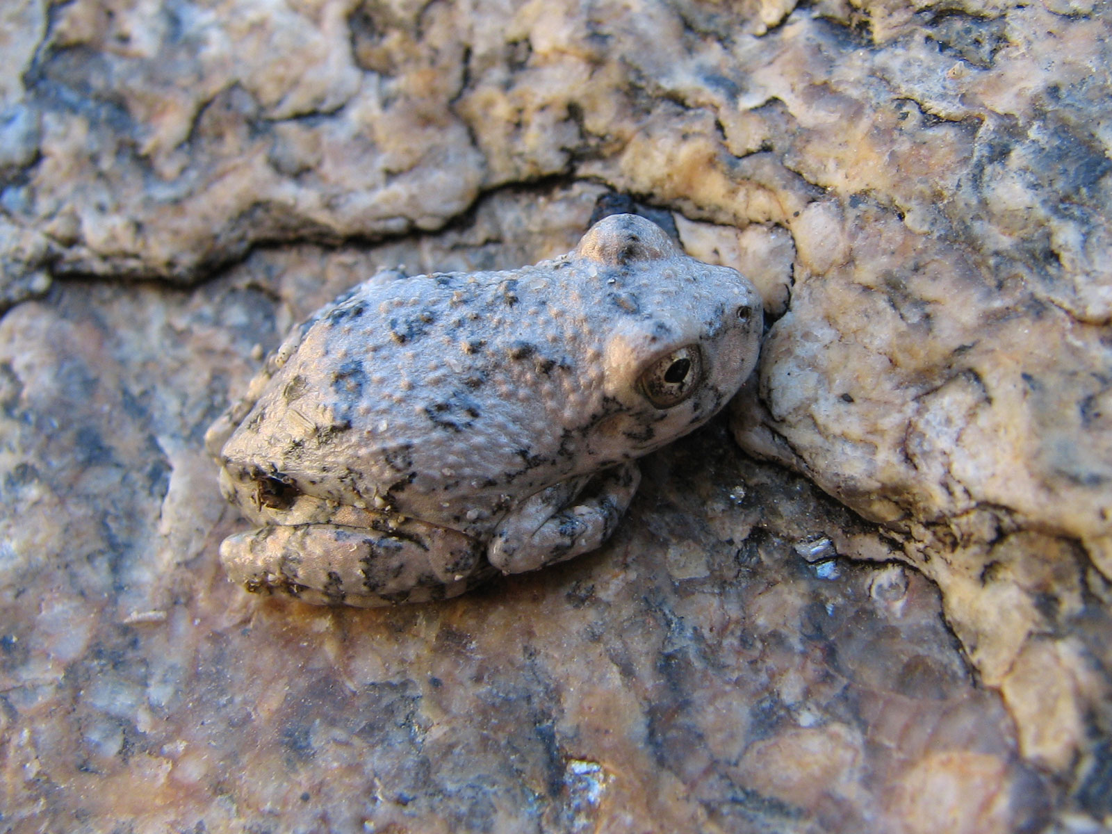 File:Canyon Treefrog.jpg - Wikimedia Commons