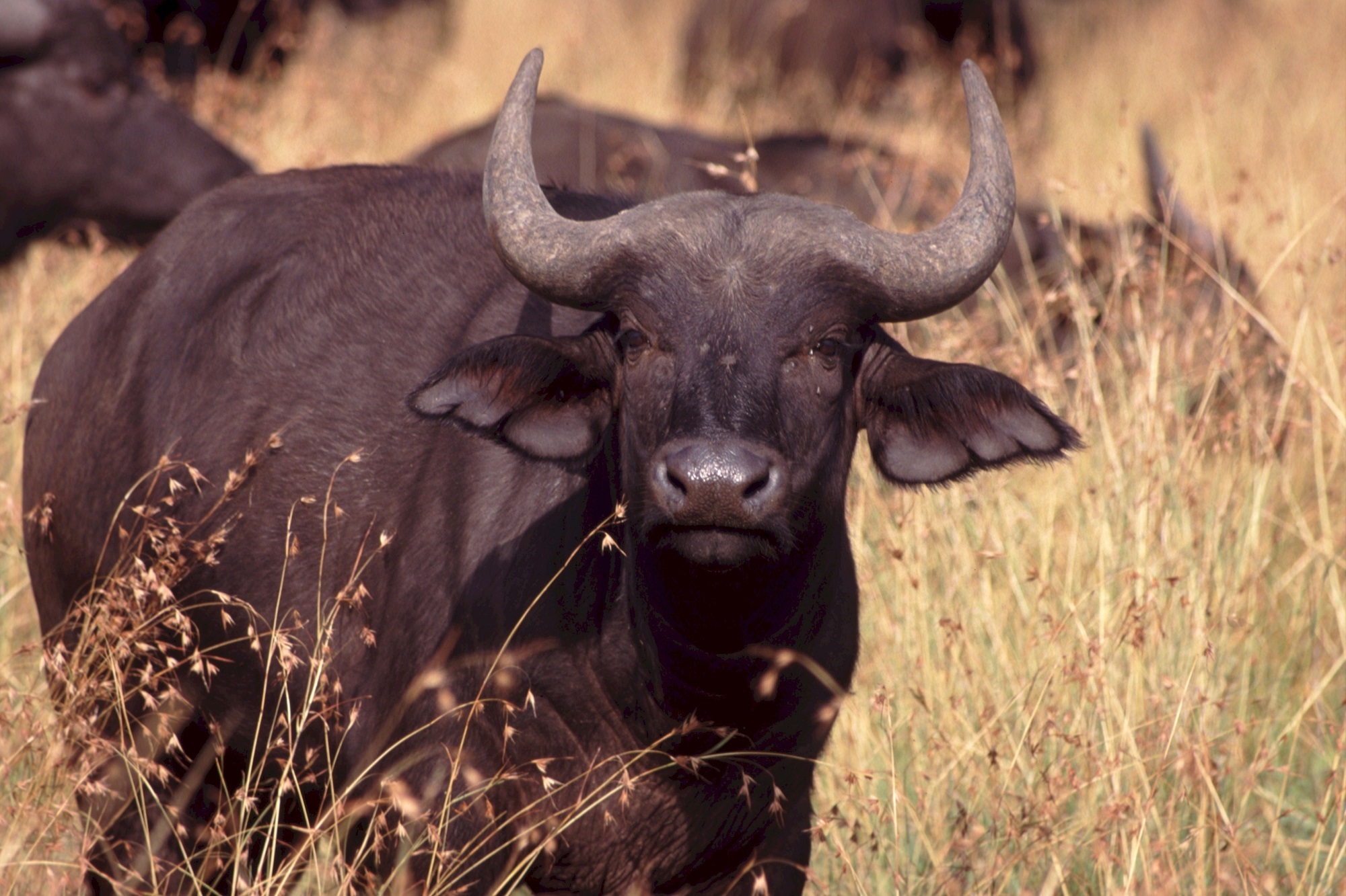 Cape buffalo photo