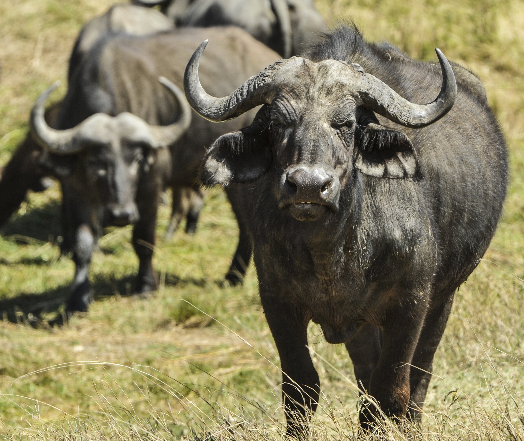 Cape buffalo photo