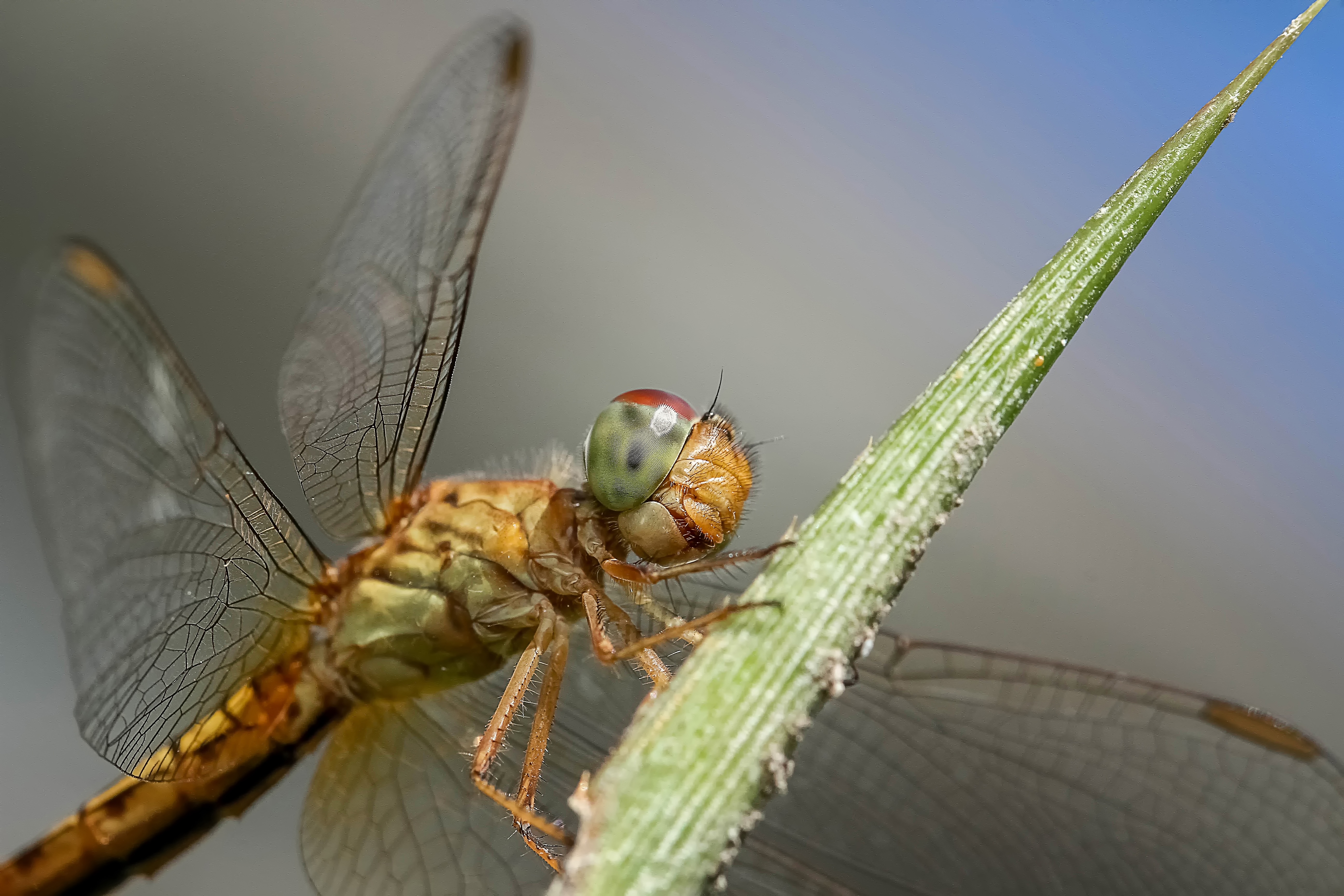 Caption, Animal, Dragon, Fly, Insect, HQ Photo