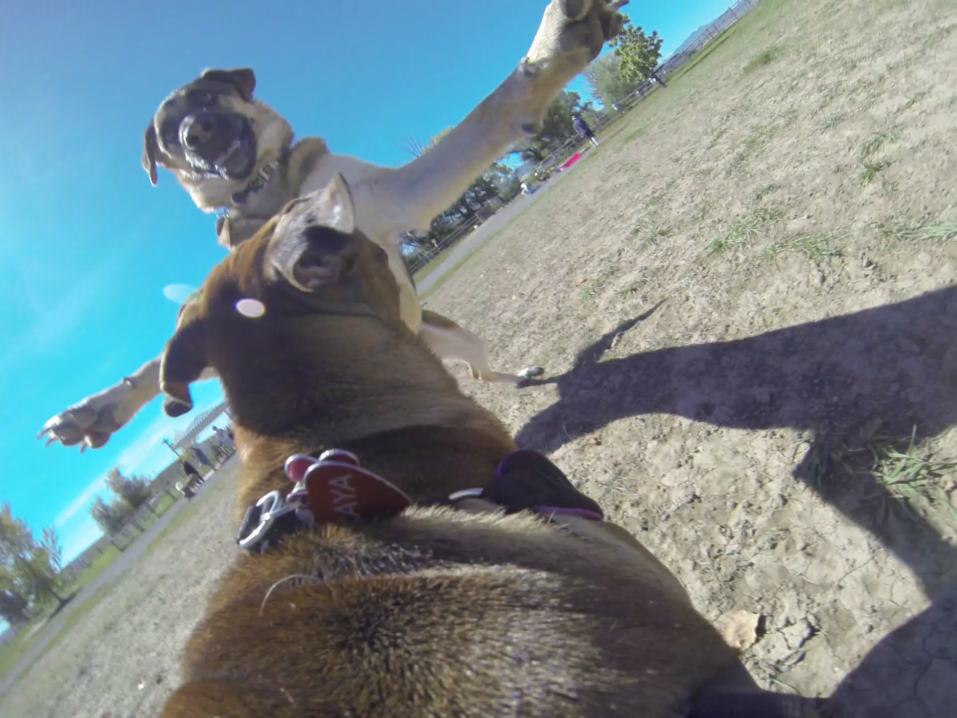 Took my friends dog to a dog park and mounted my GoPro on her back ...
