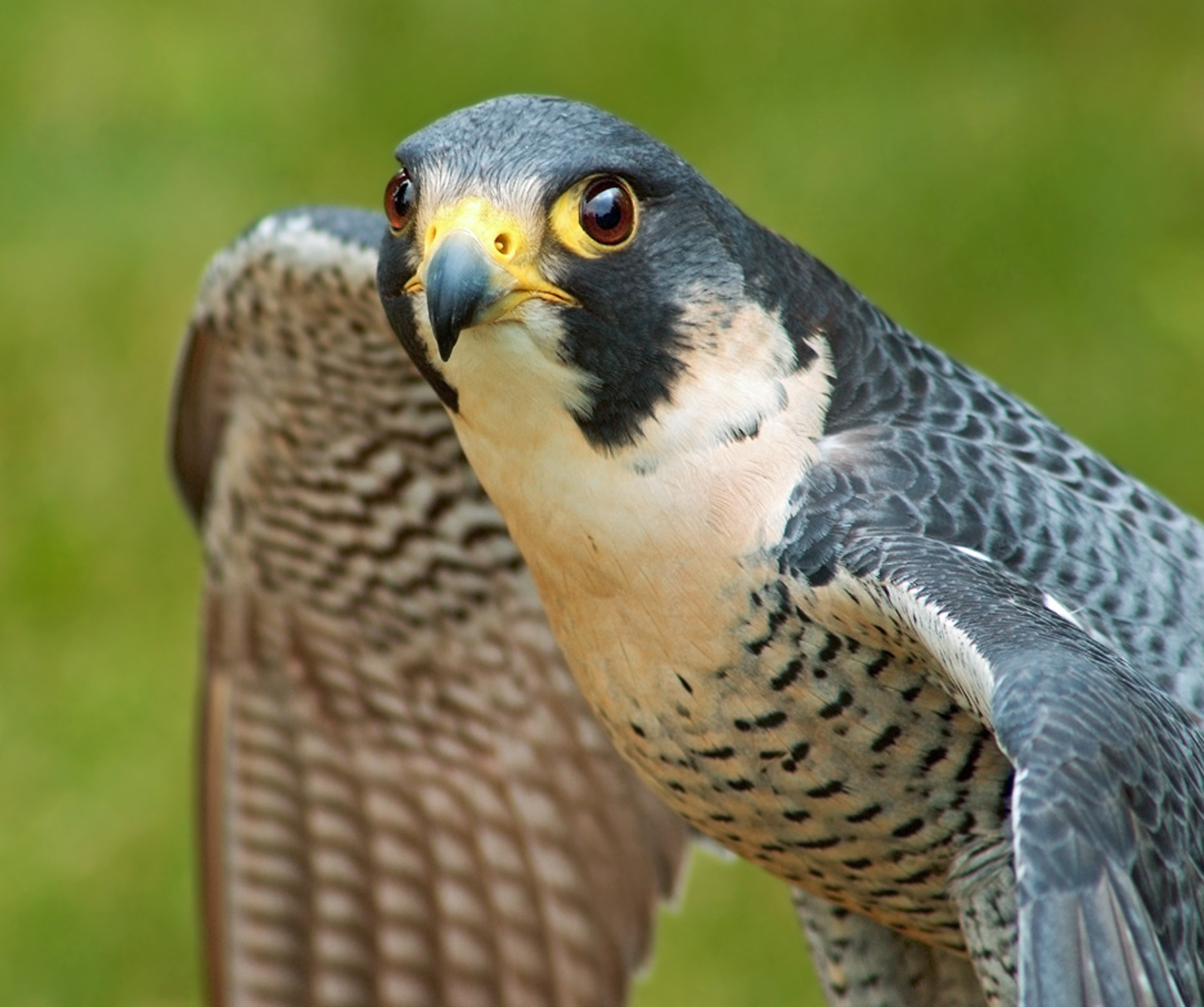 Captive peregrine falcon photo