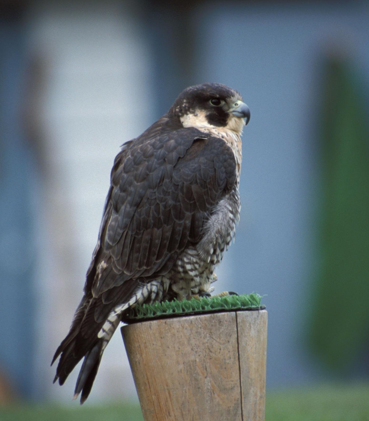 Peregrine Falcon (Falco peregrinus) Captive | the Internet Bird ...