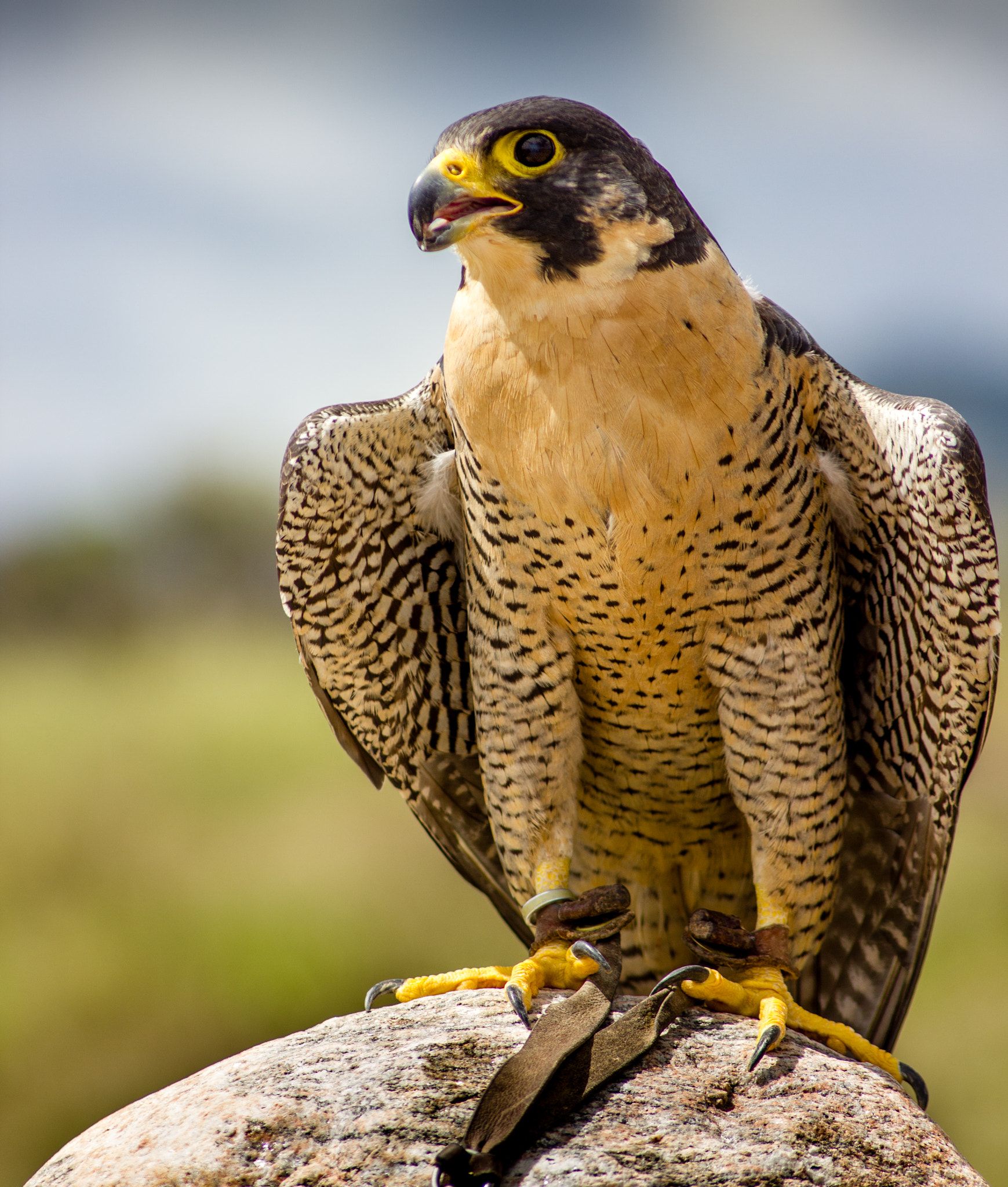 Settin' Pretty - Peregrine falcon perched on a rock left side ...