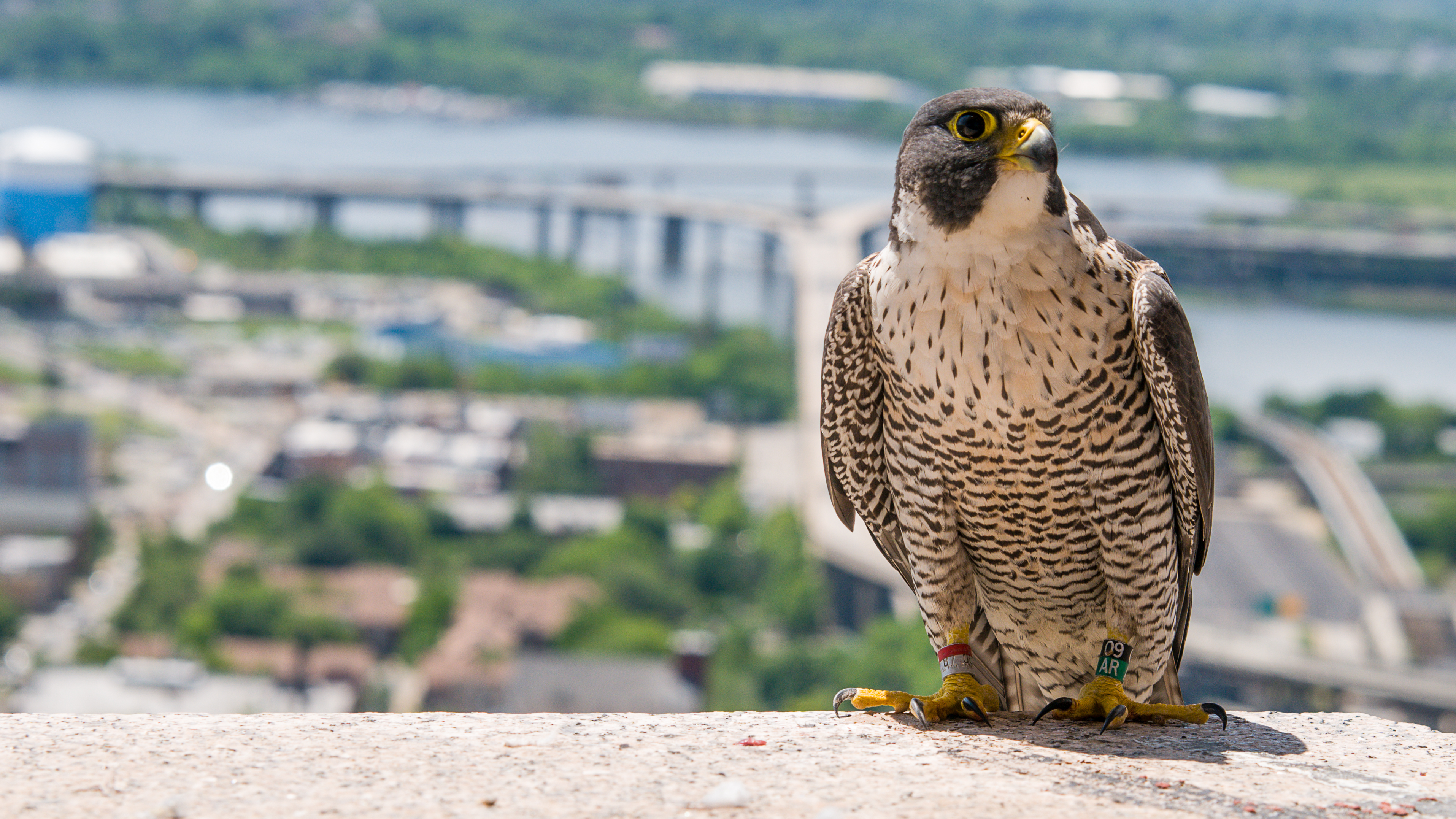Peregrine Falcon - Chesapeake Conservancy