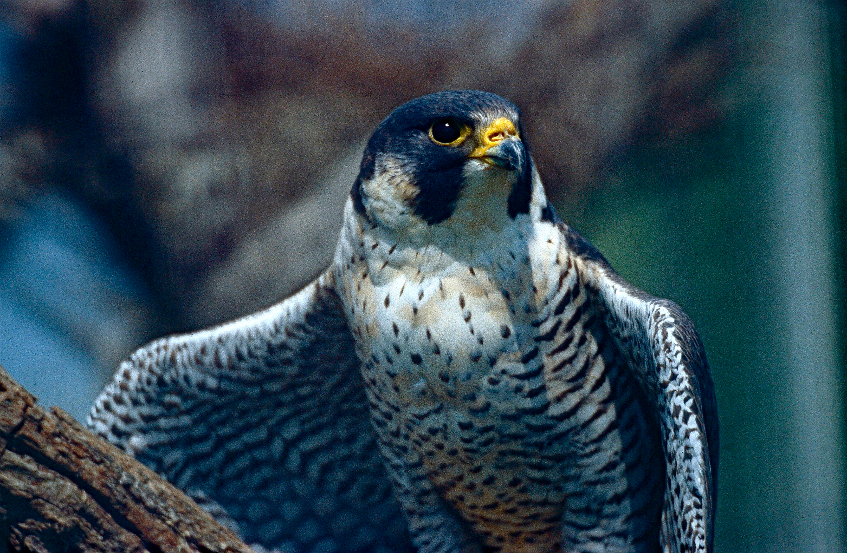 File:Peregrine Falcon (Falco peregrinus)(captive specimen ...